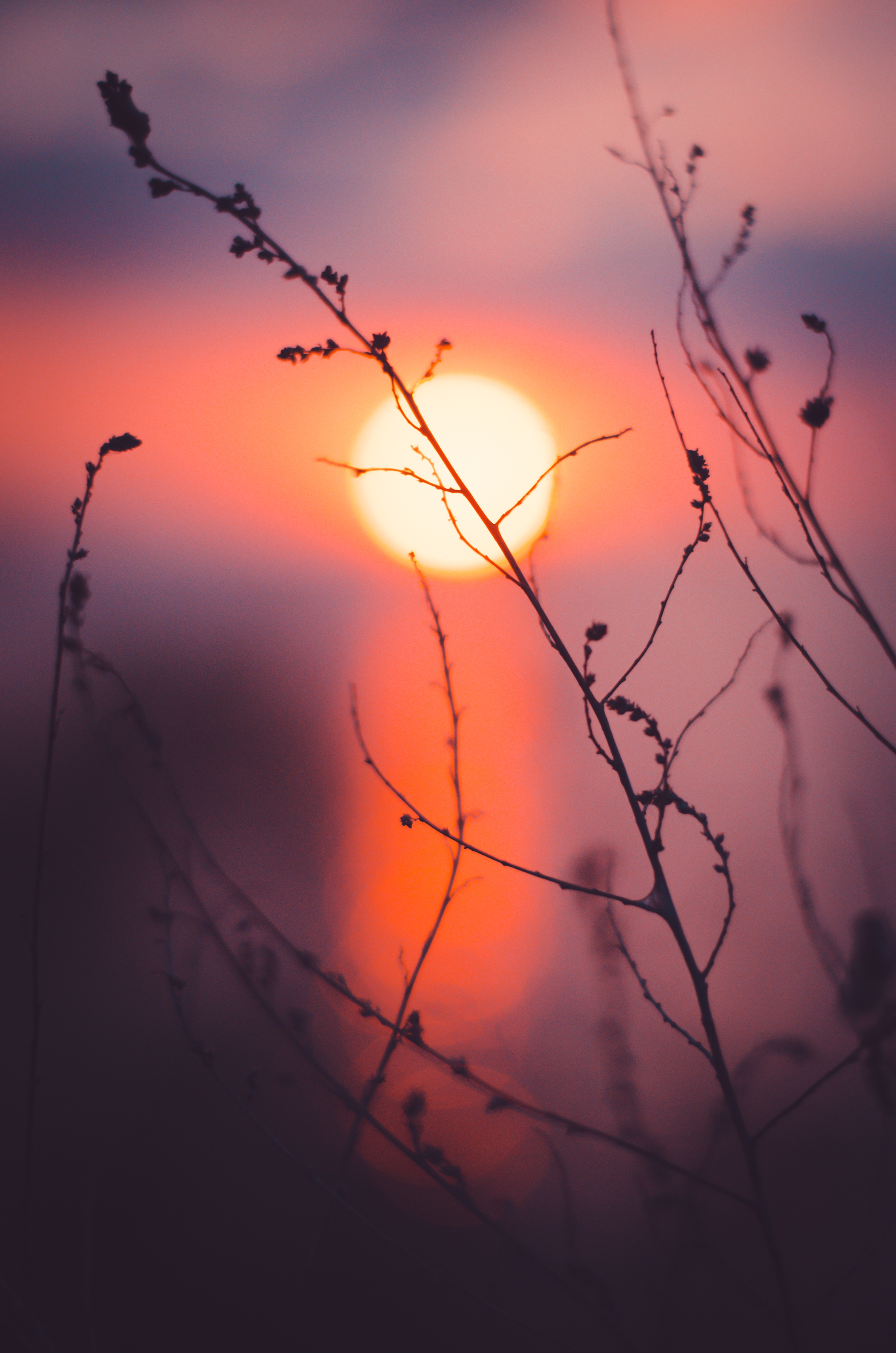 sun, sunset, grass, macro phone wallpaper
