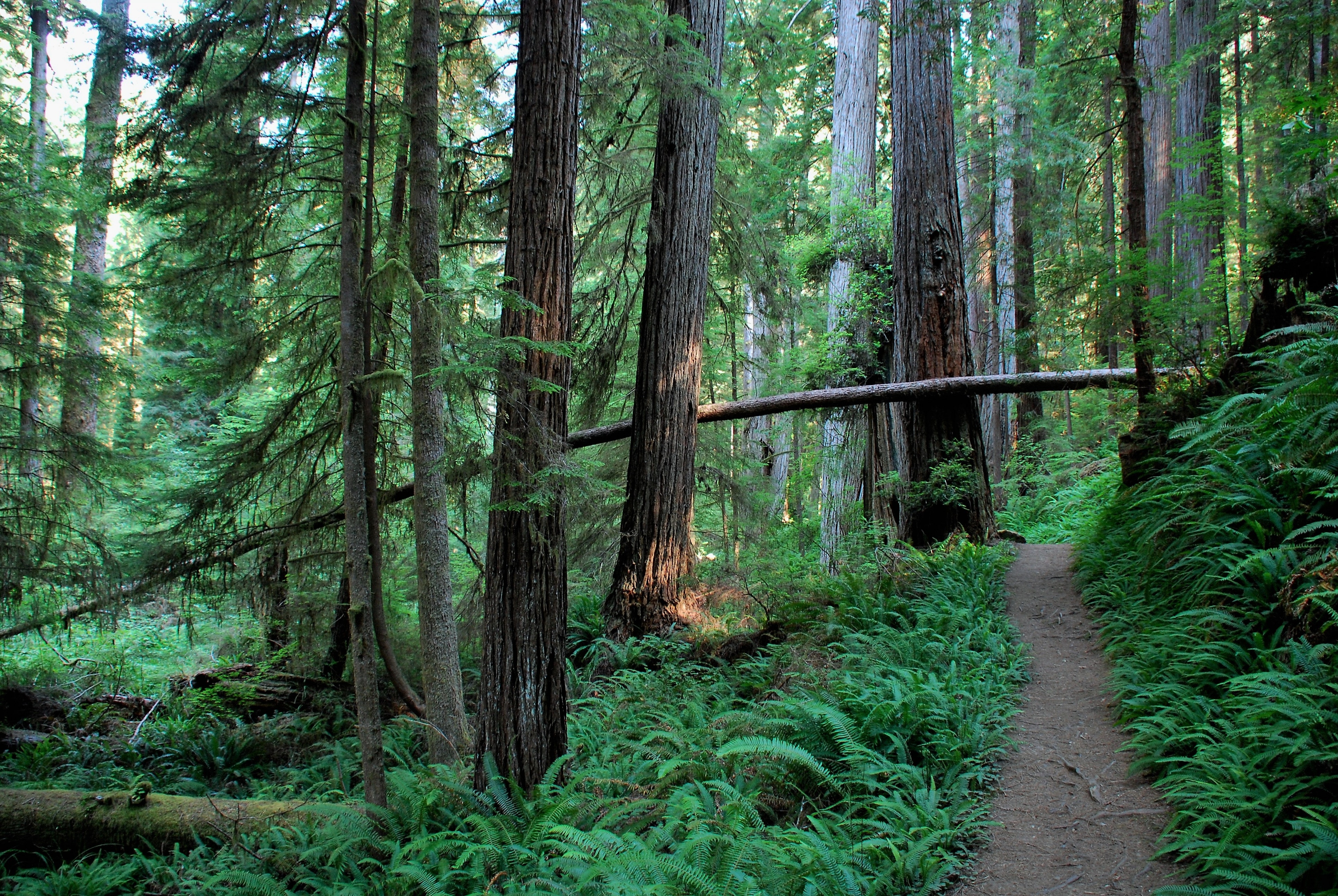 Download mobile wallpaper Forest, Earth, Path, Redwood for free.