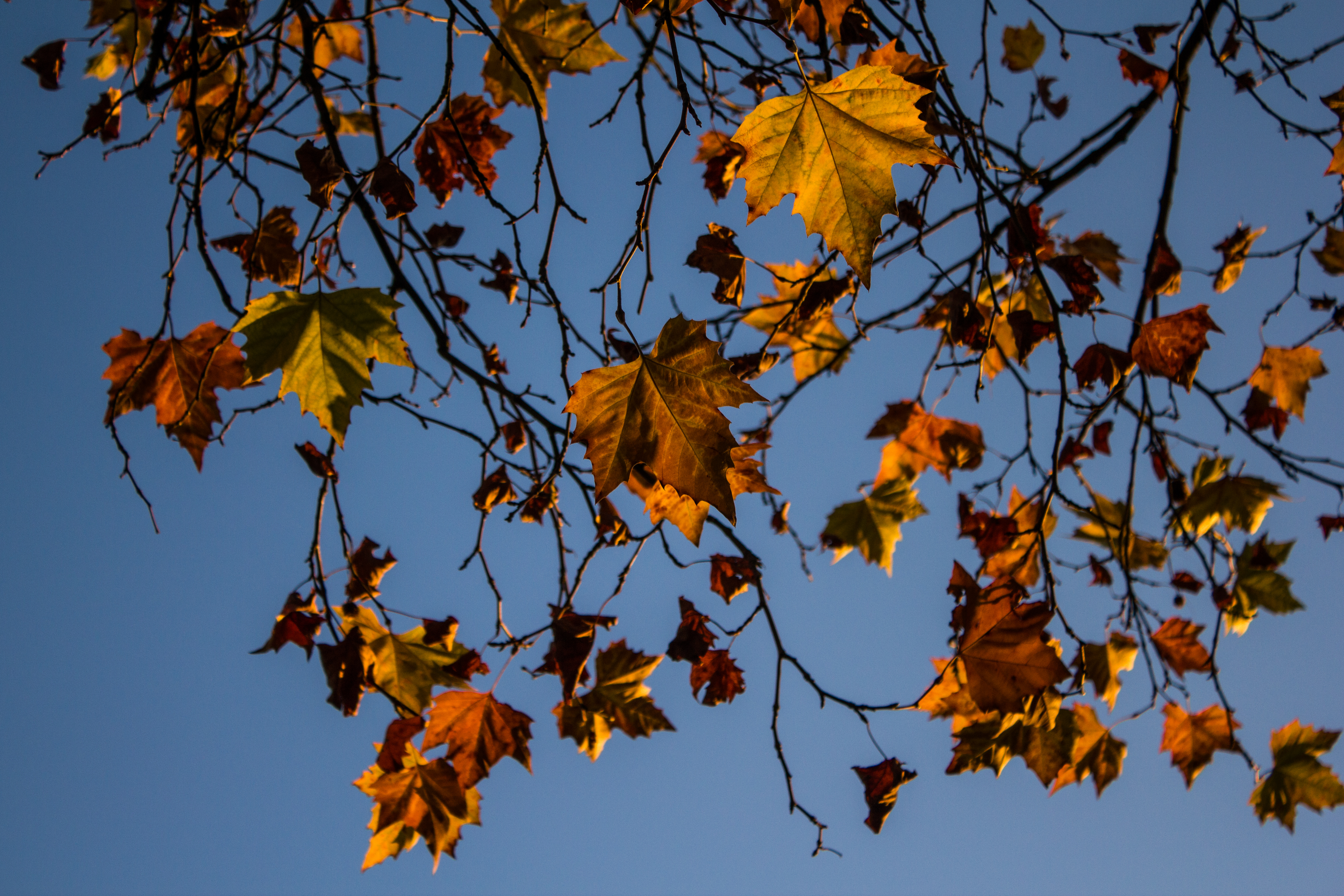 Free download wallpaper Leaves, Wood, Tree, Branches, Nature, Branch, Maple on your PC desktop