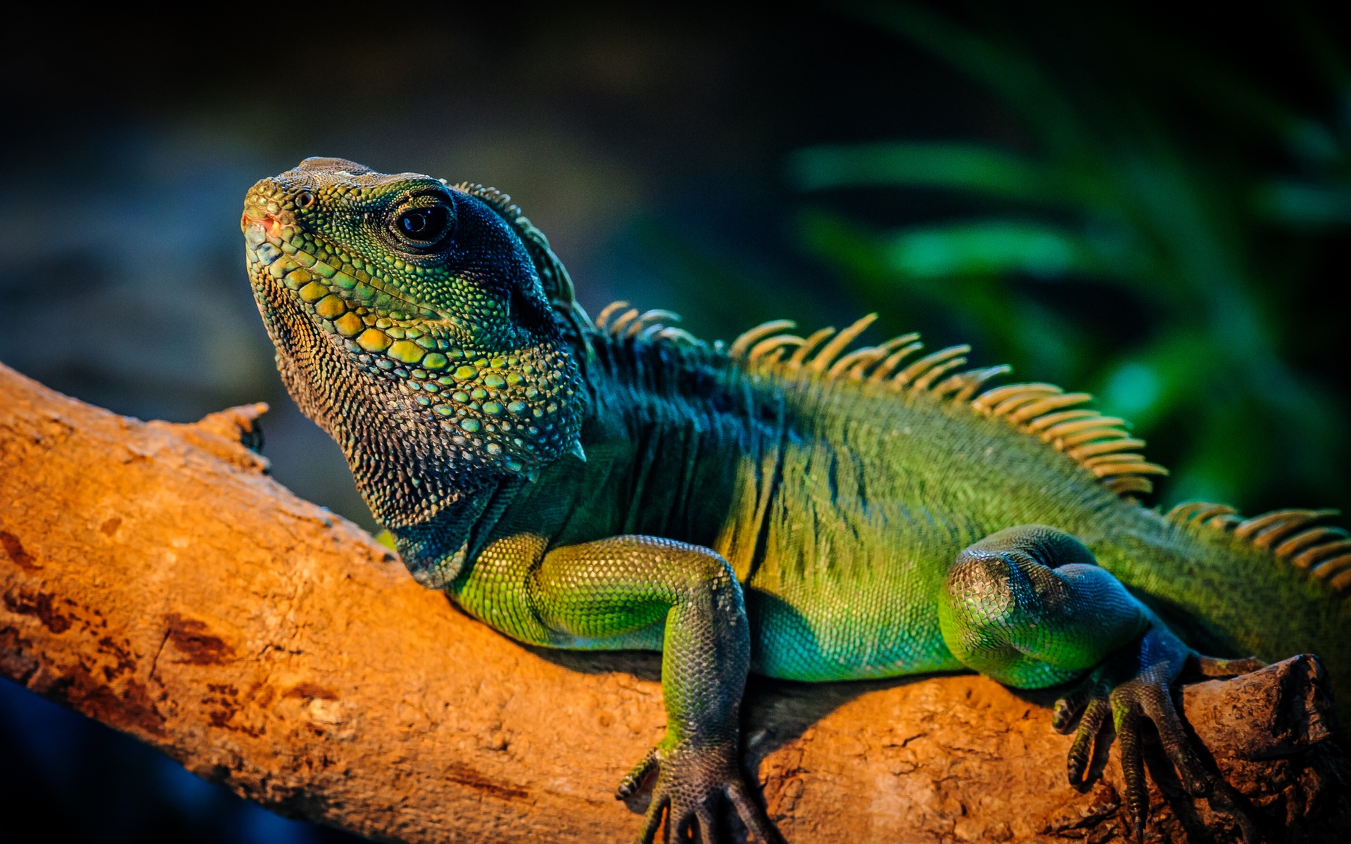 277674 descargar fondo de pantalla animales, iguana, reptiles: protectores de pantalla e imágenes gratis