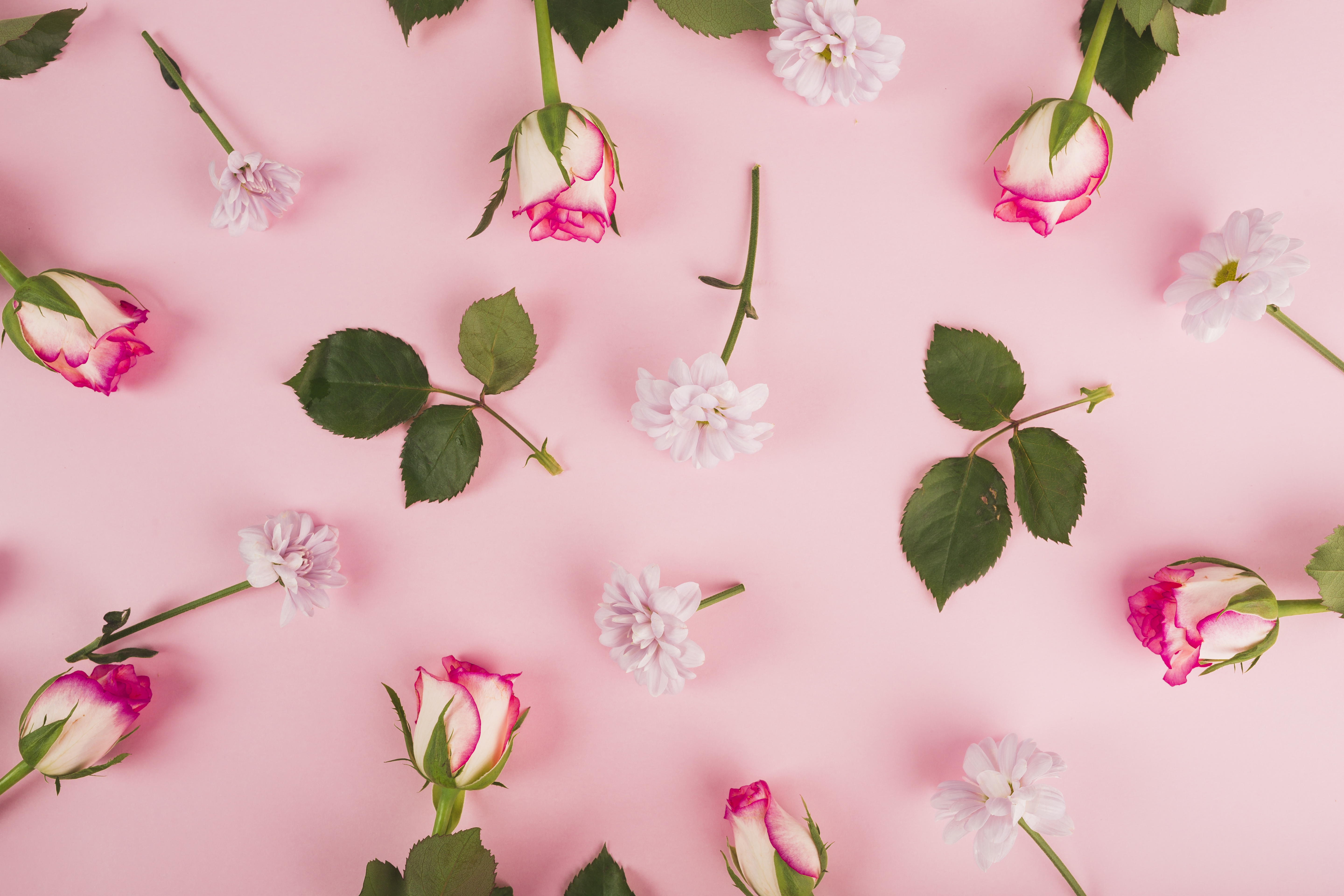 Free download wallpaper Still Life, Flower, Rose, Man Made, Pink Flower on your PC desktop