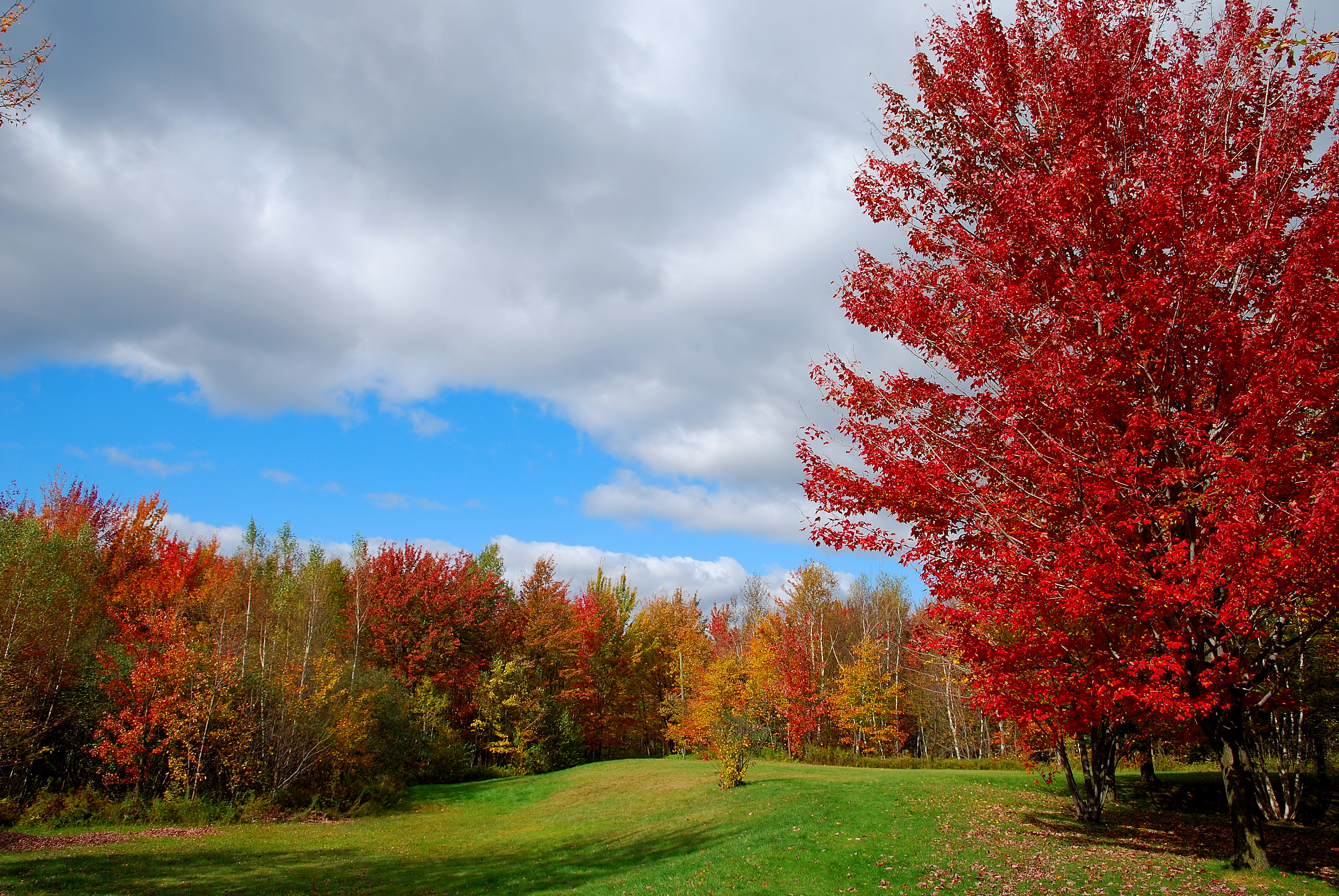 Descarga gratis la imagen Otoño, Árbol, Tierra/naturaleza en el escritorio de tu PC