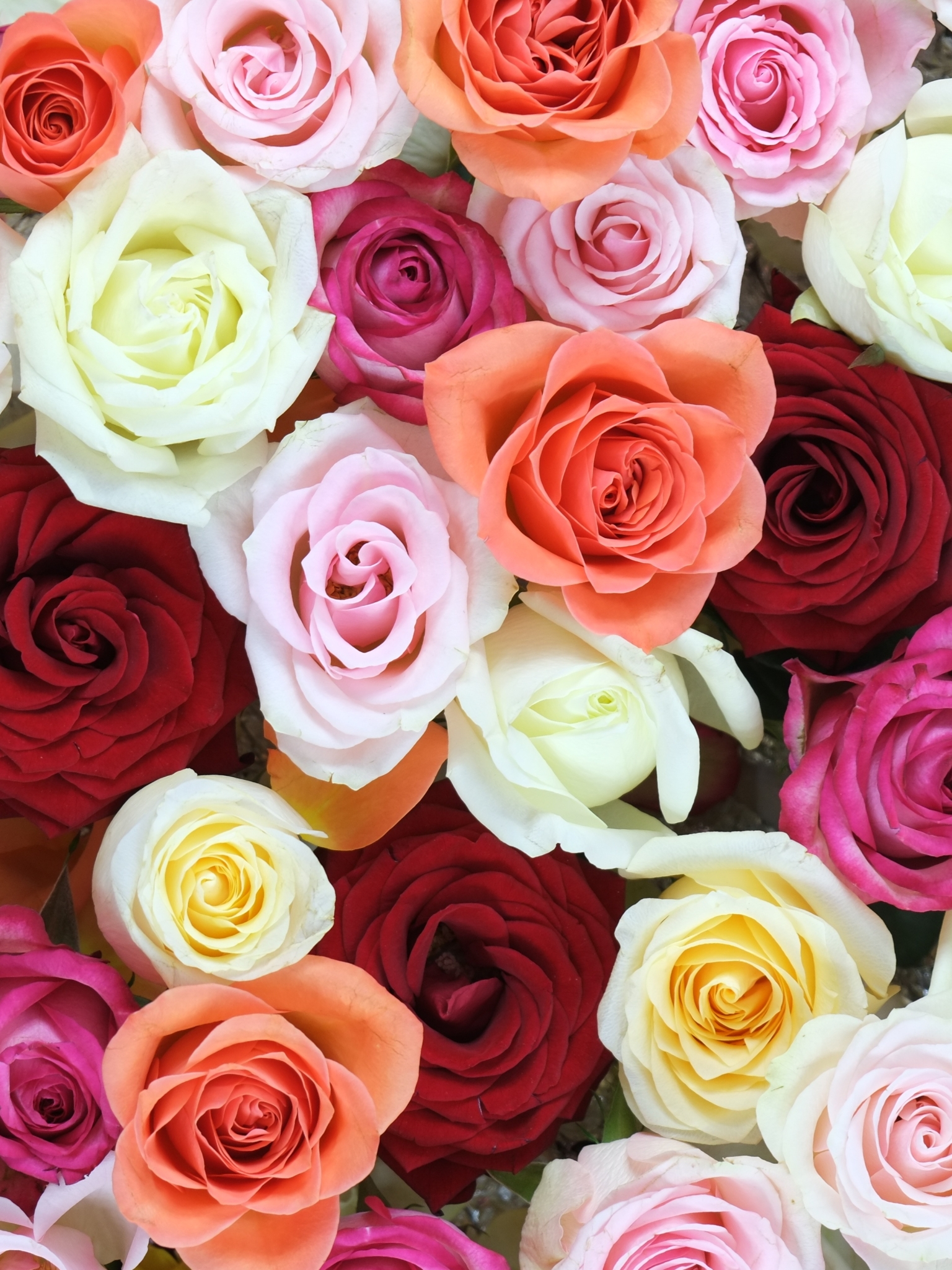 Download mobile wallpaper Flowers, Flower, Rose, Earth, White Flower, Red Flower, Pink Flower for free.