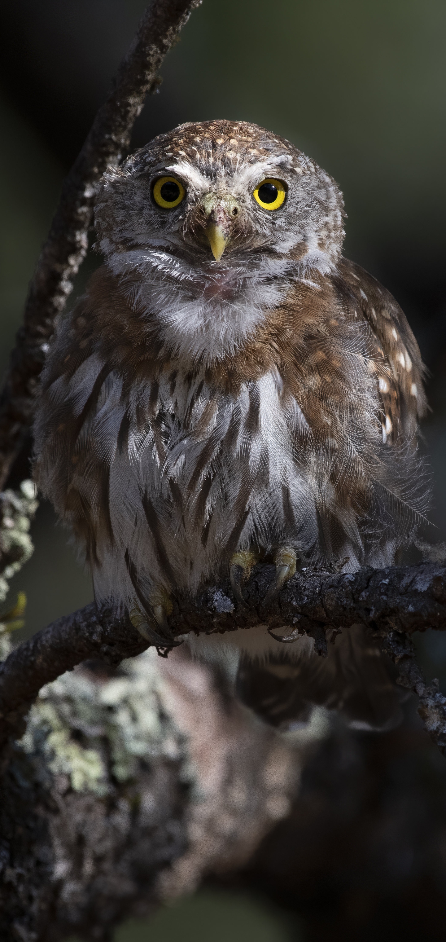 Free download wallpaper Birds, Owl, Bird, Animal on your PC desktop