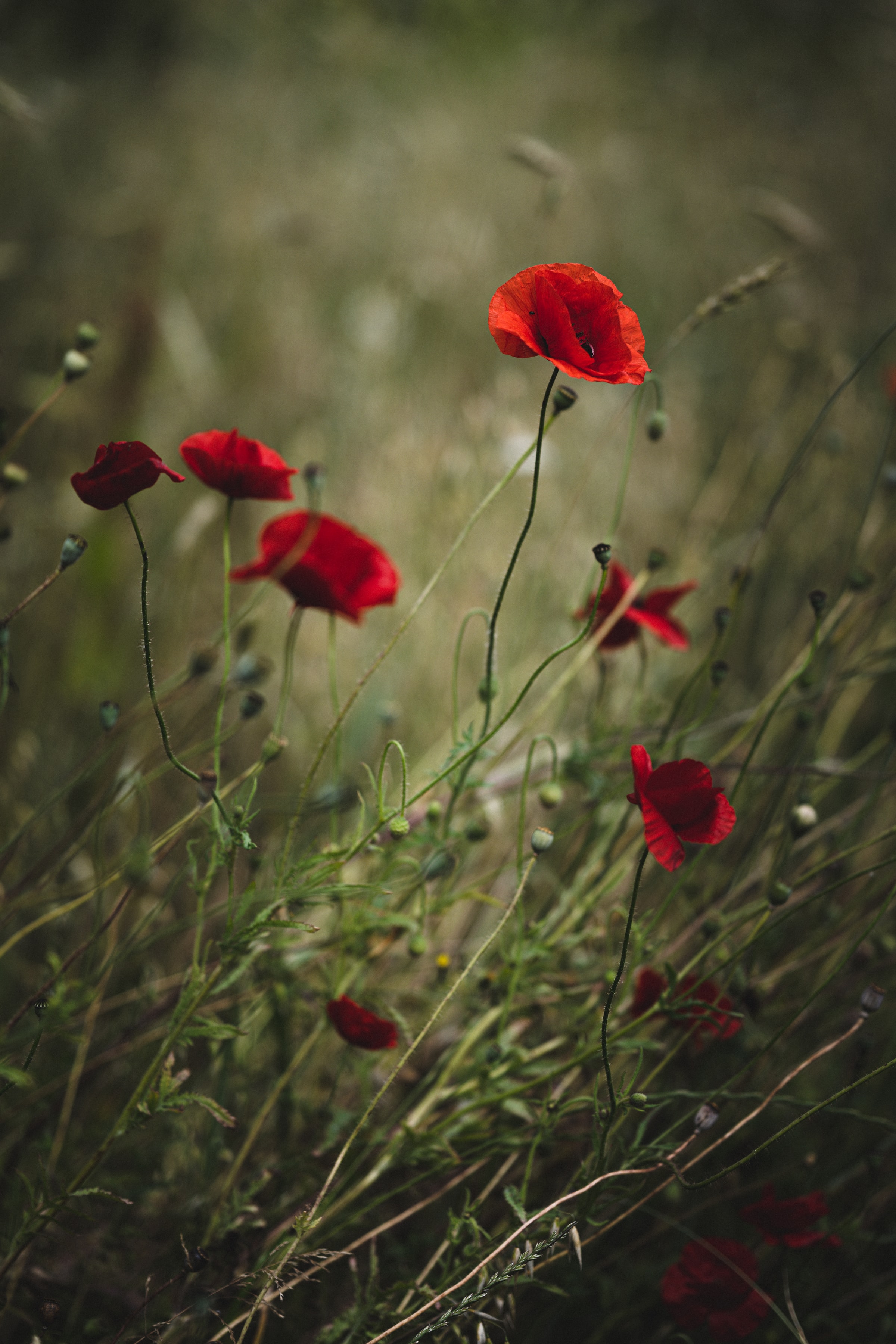 Download PC Wallpaper flowers, poppies, red, plant, wild