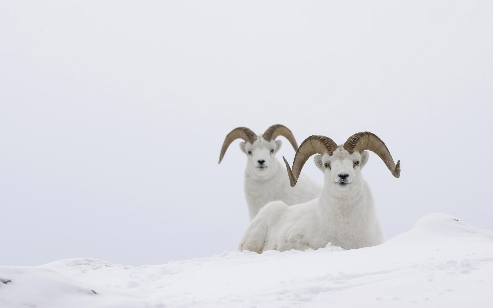 1467610 скачать обои животные, овец, снежный баран, овечка далла - заставки и картинки бесплатно