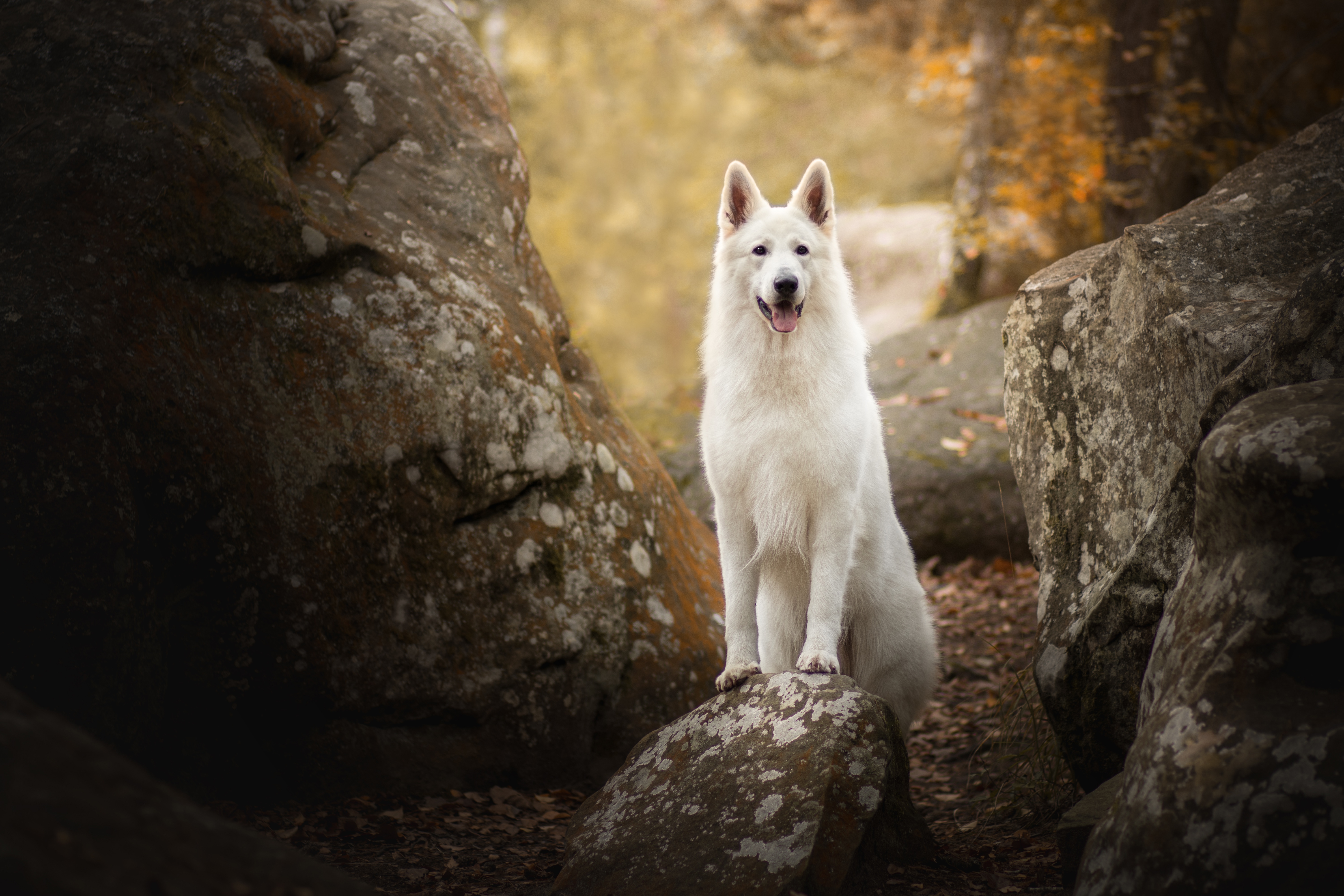 424282 Bildschirmschoner und Hintergrundbilder Weißer Schäferhund auf Ihrem Telefon. Laden Sie  Bilder kostenlos herunter