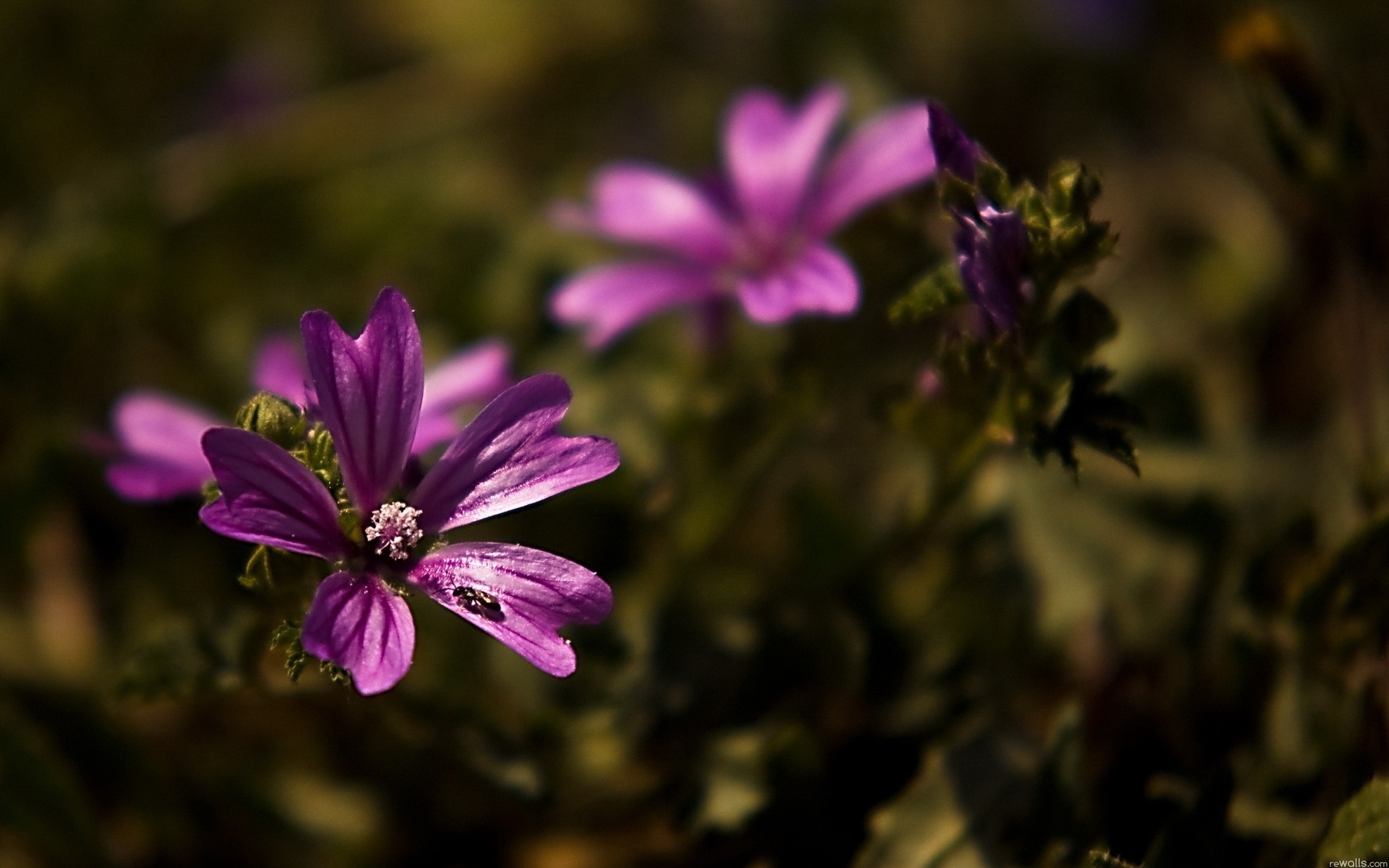 Handy-Wallpaper Blumen, Blume, Erde/natur kostenlos herunterladen.