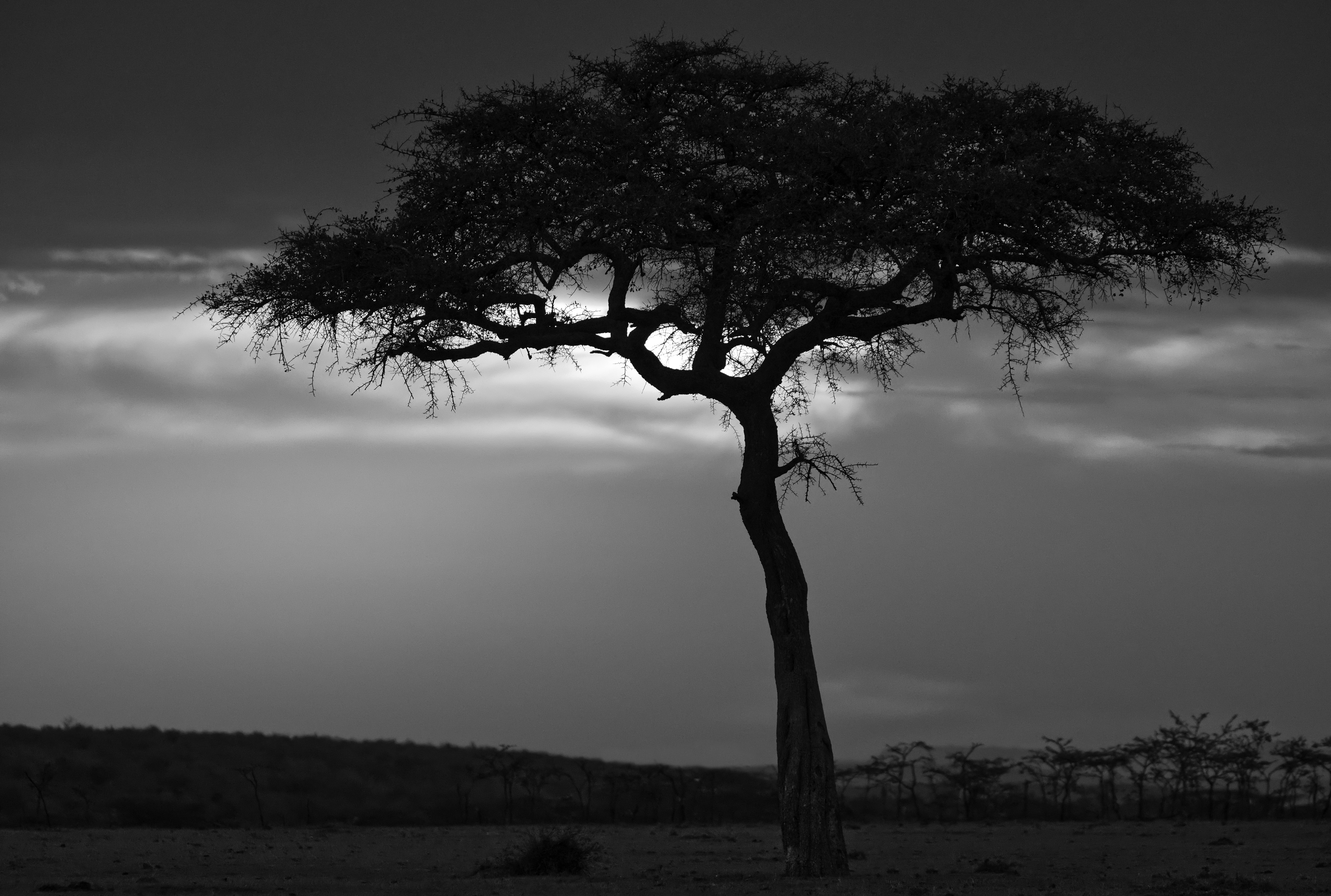 Laden Sie Masai Mara Nationalreservat HD-Desktop-Hintergründe herunter
