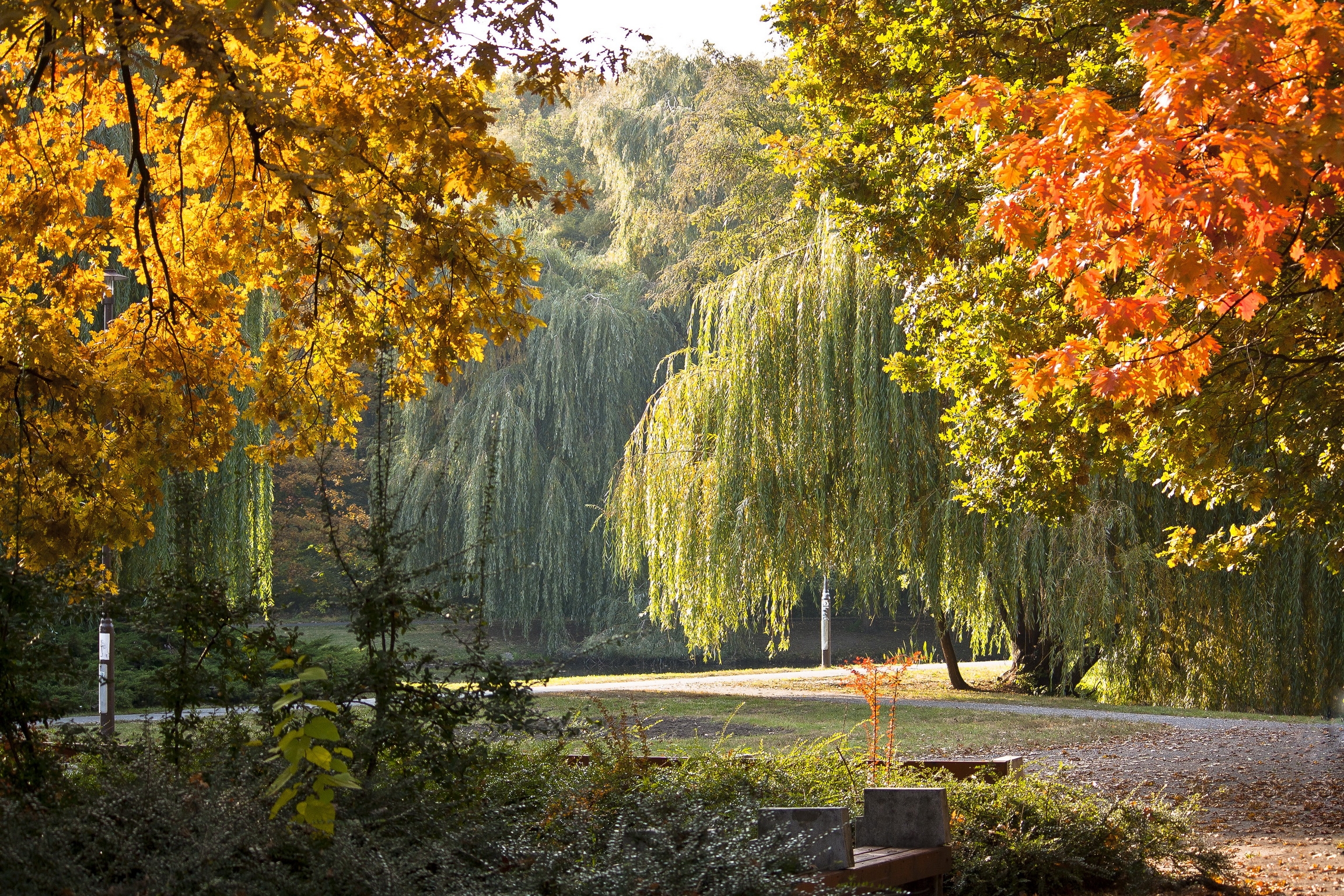 PCデスクトップに自然, ハンガリー, 秋, 公園, 風景画像を無料でダウンロード