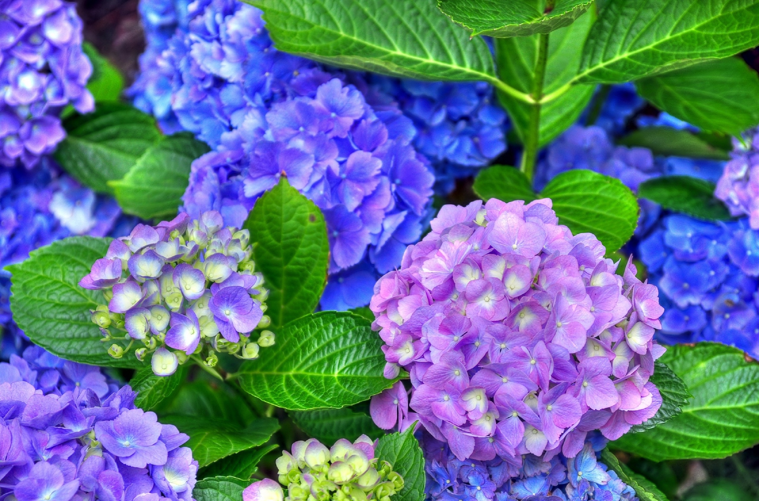Free download wallpaper Flowers, Flower, Leaf, Earth, Hydrangea, Purple Flower, Blue Flower on your PC desktop