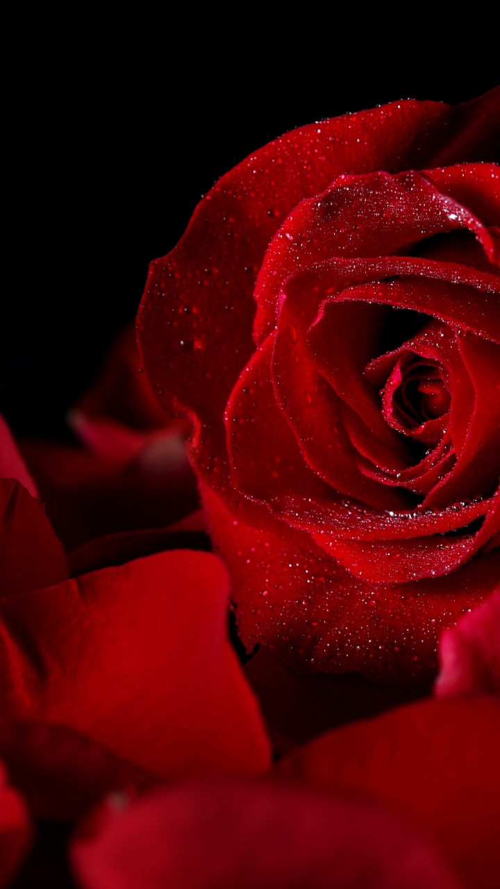 Download mobile wallpaper Flowers, Flower, Rose, Close Up, Earth, Petal, Red Rose, Red Flower for free.