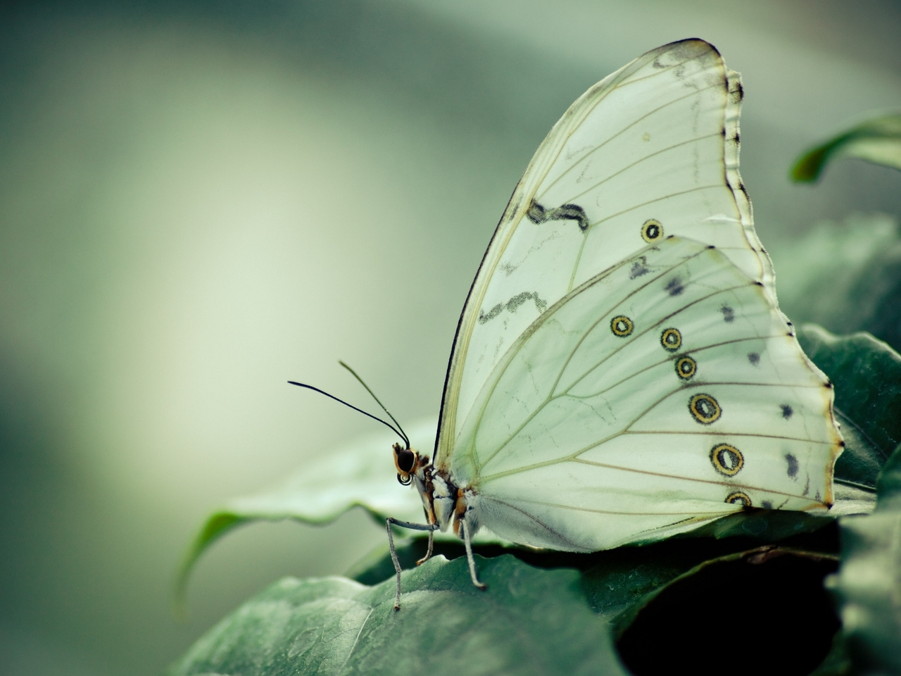 38919 descargar fondo de pantalla mariposas, insectos, verde: protectores de pantalla e imágenes gratis