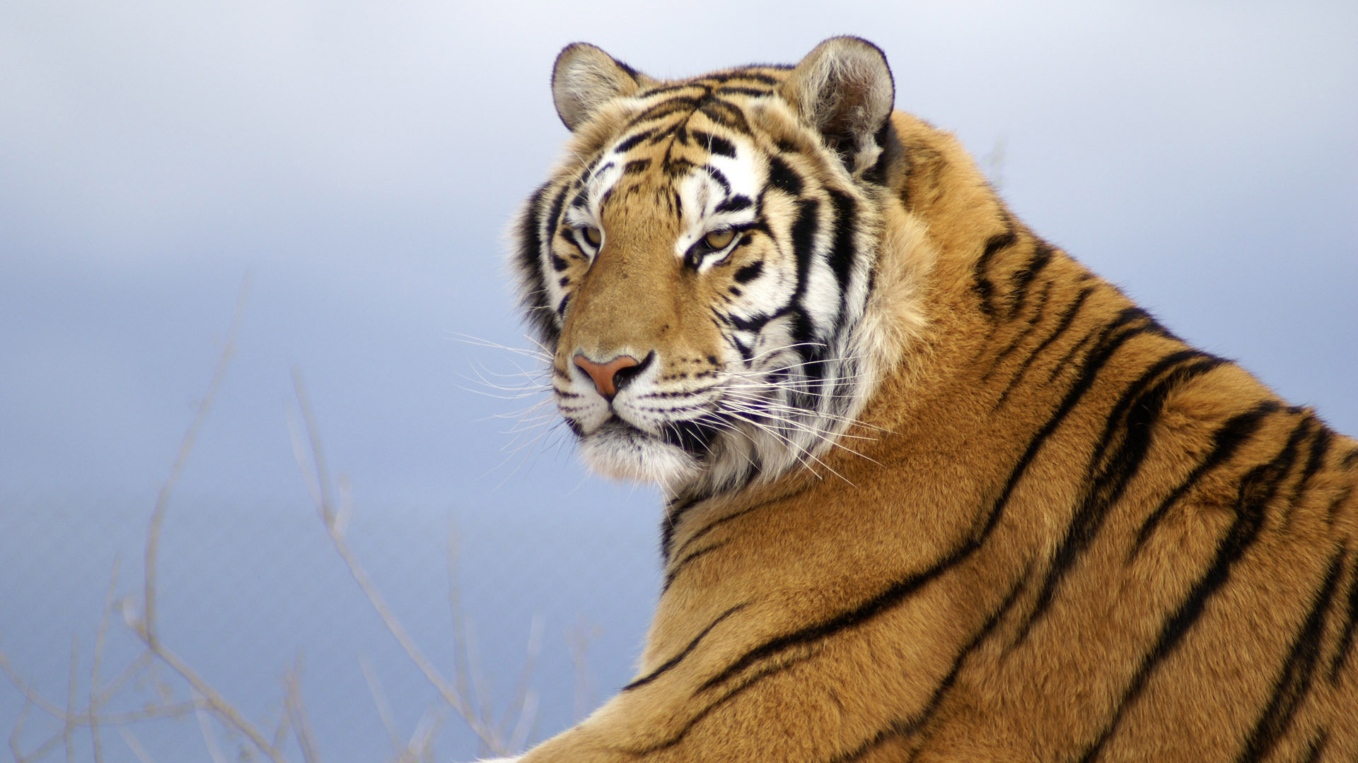 Téléchargez gratuitement l'image Animaux, Tigre sur le bureau de votre PC