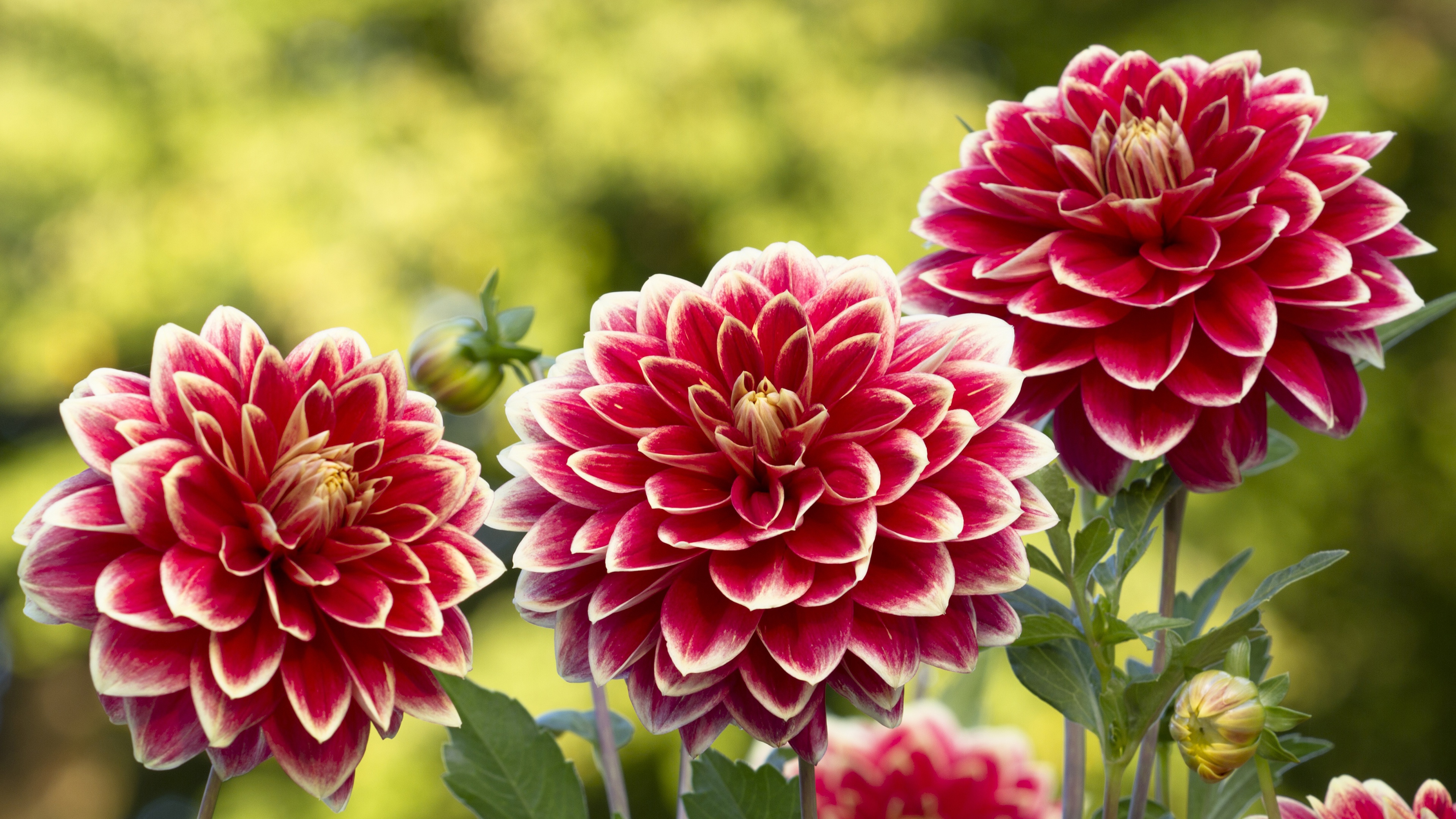 Laden Sie das Natur, Blumen, Blume, Dahlien, Erde/natur, Pinke Blume-Bild kostenlos auf Ihren PC-Desktop herunter