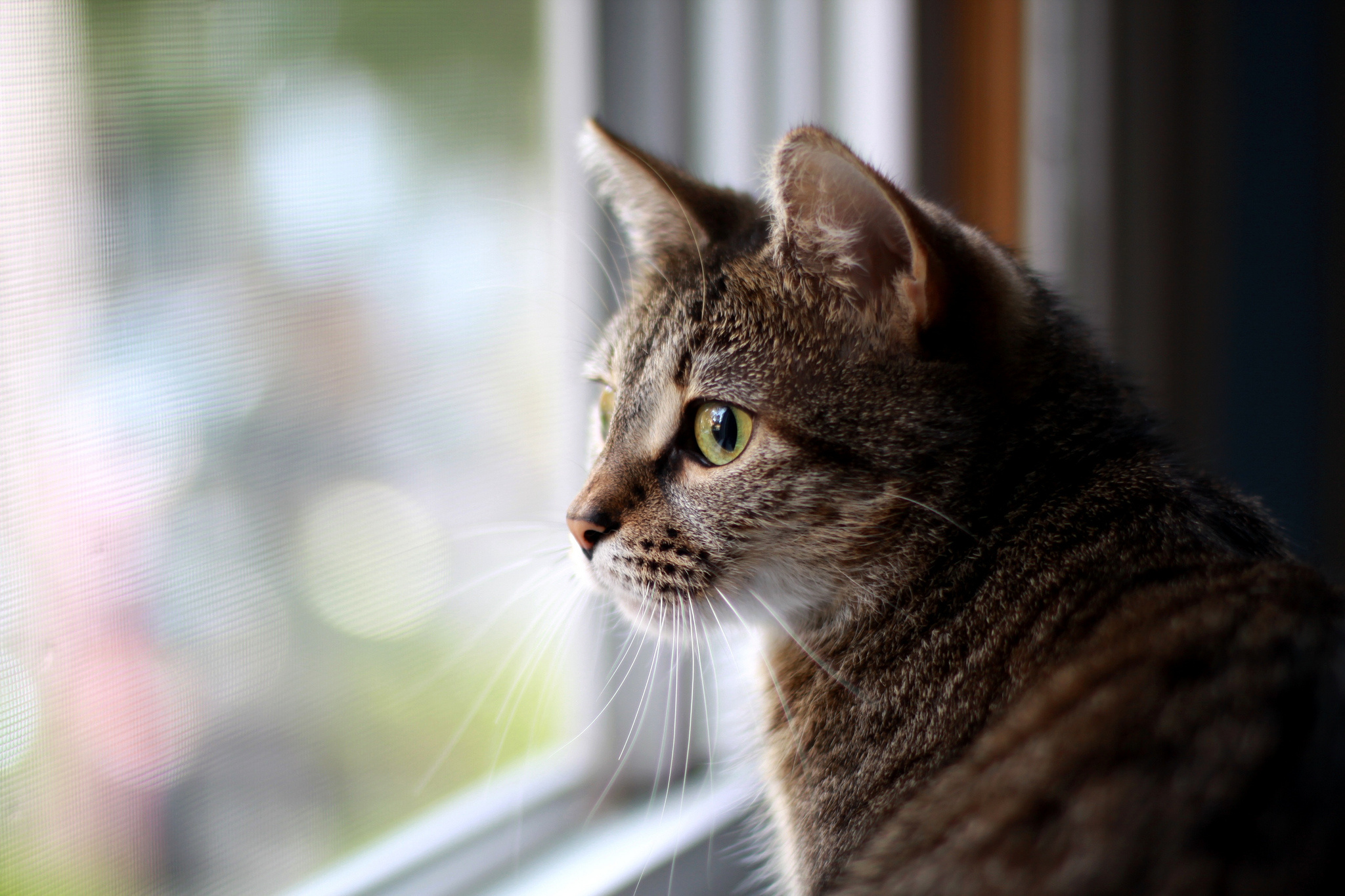 Download mobile wallpaper Cat, Window, Animal for free.