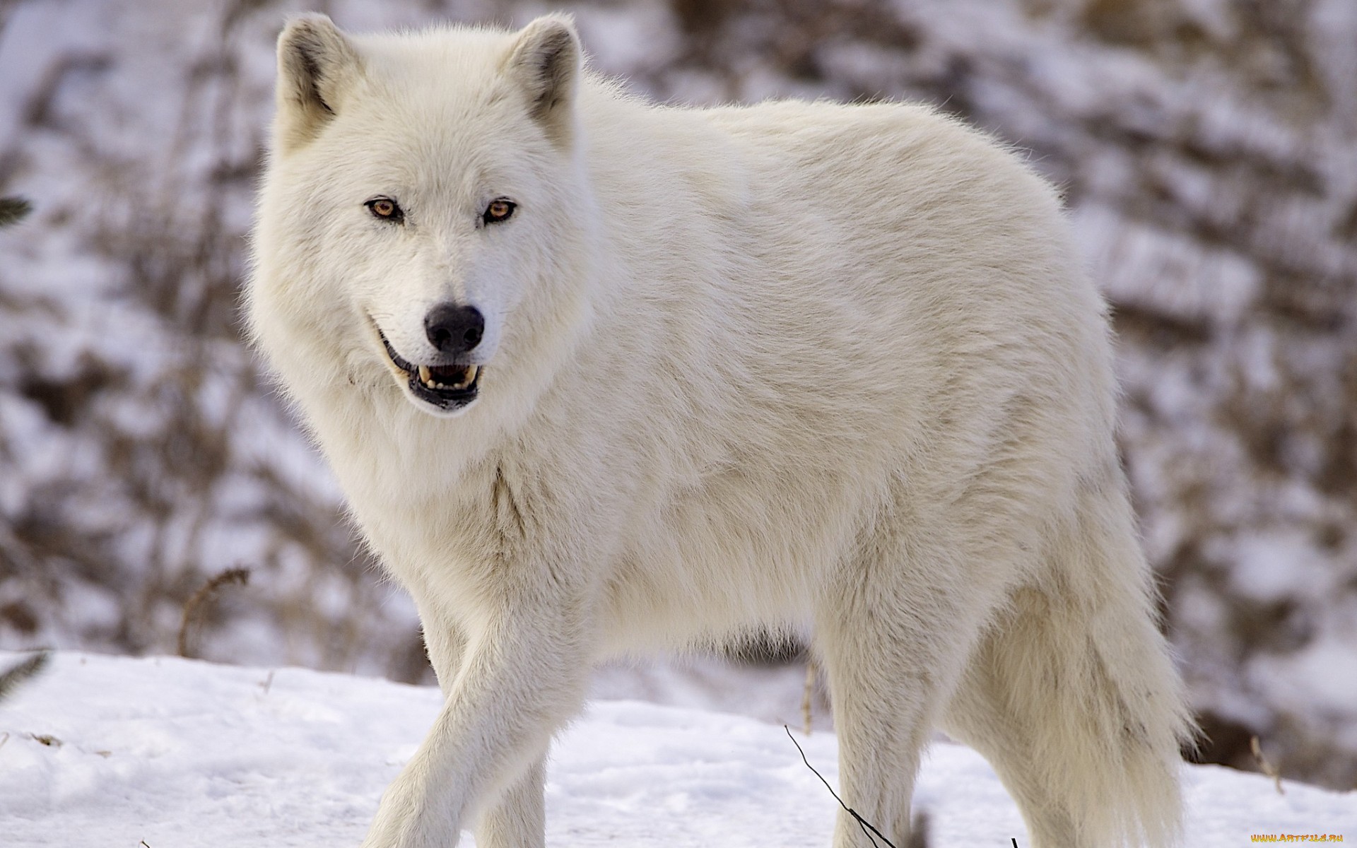 Baixar papel de parede para celular de Lobos, Lobo, Animais gratuito.