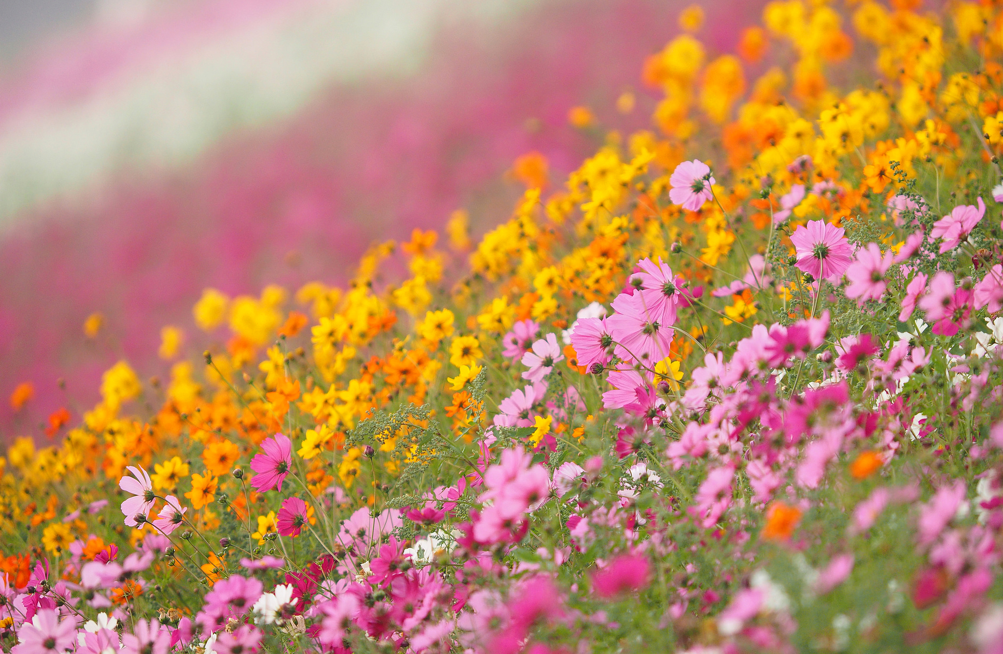 Free download wallpaper Flowers, Flower, Earth, Spring, Cosmos, Yellow Flower, Pink Flower on your PC desktop