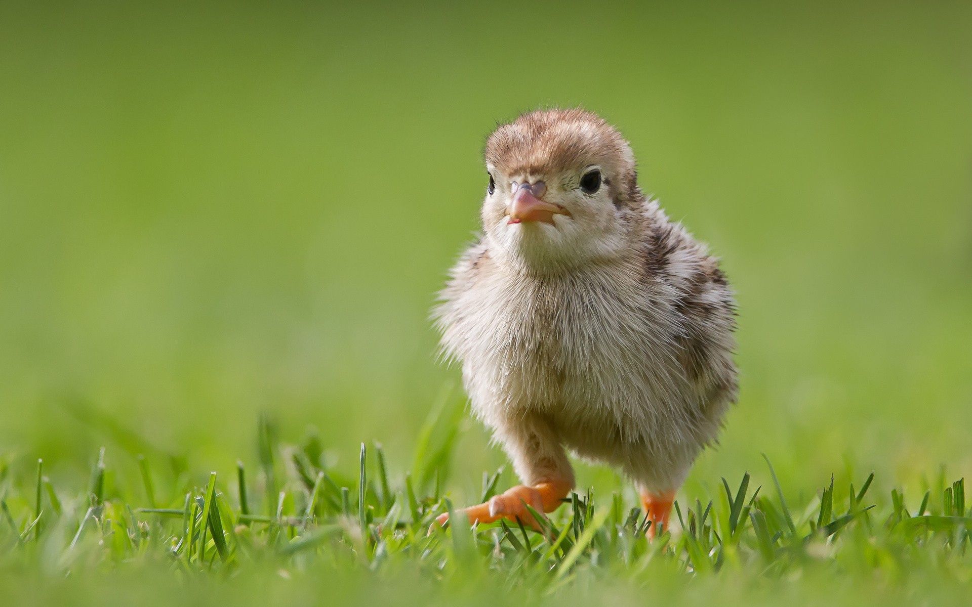 Laden Sie das Tiere, Grass, Vogel, Küken, Huhn-Bild kostenlos auf Ihren PC-Desktop herunter