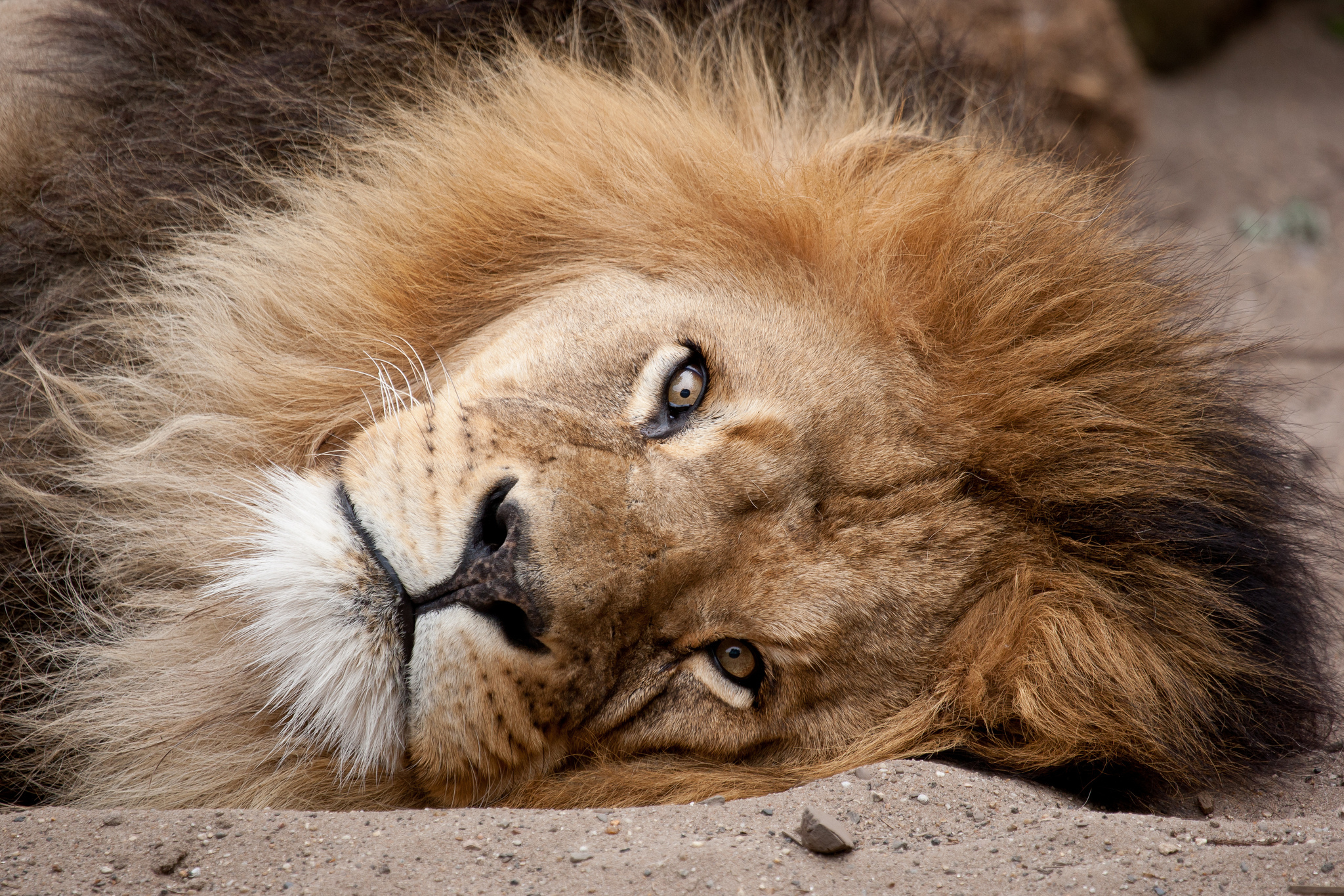 Téléchargez des papiers peints mobile Animaux, Chats, Lion gratuitement.