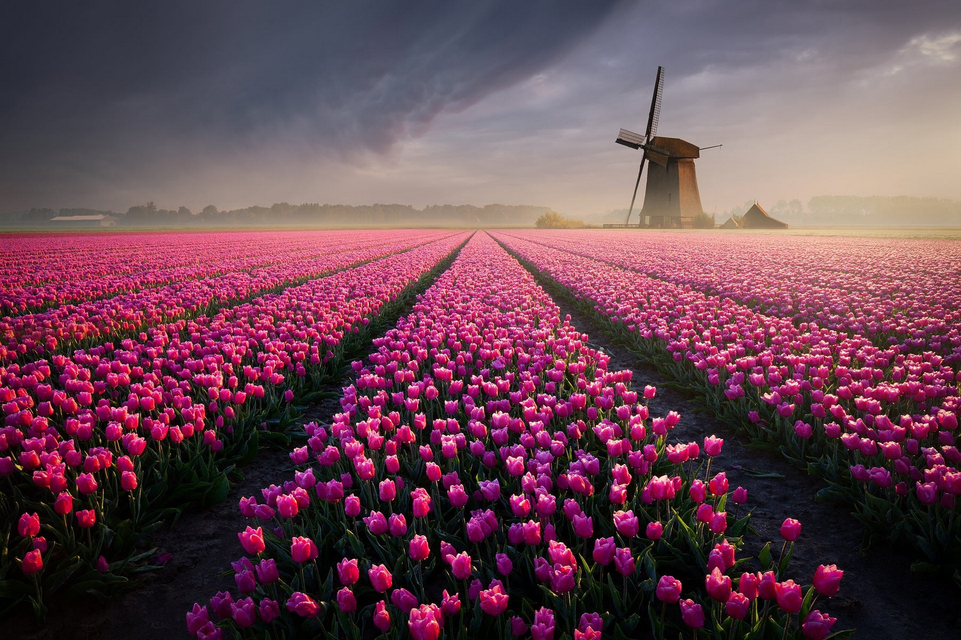 Free download wallpaper Field, Tulip, Windmill, Man Made, Pink Flower on your PC desktop