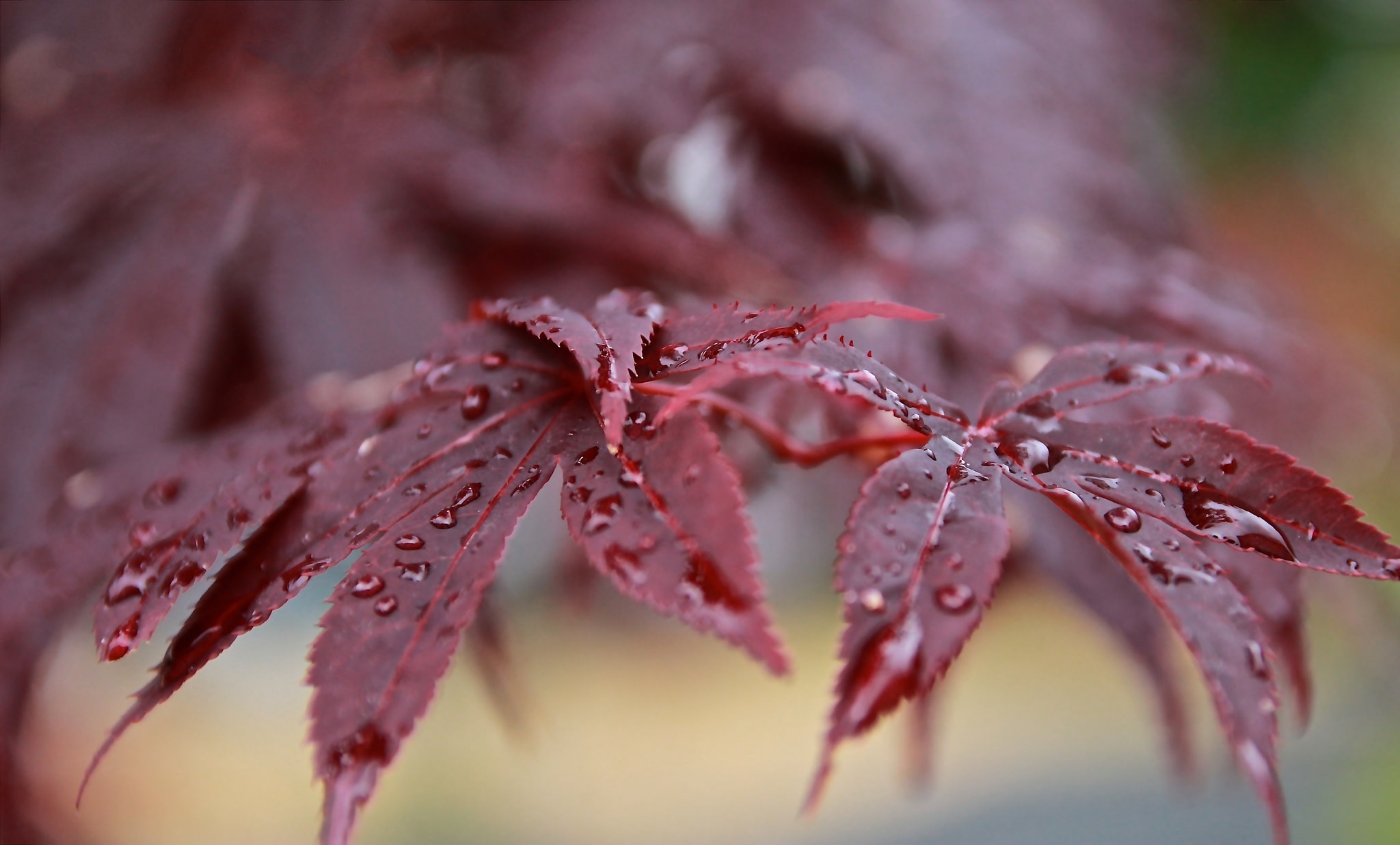 Download mobile wallpaper Nature, Leaf, Earth, Bokeh, Water Drop for free.