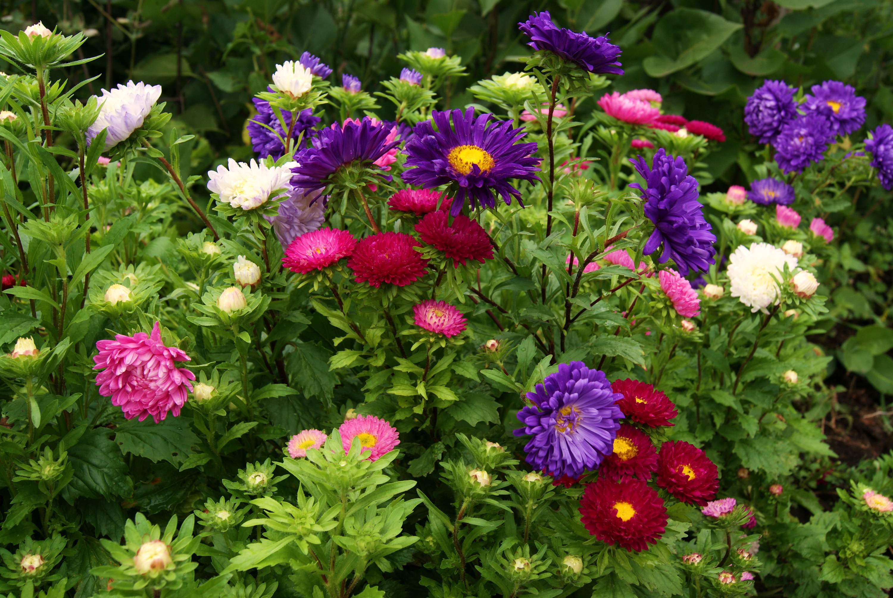 Laden Sie das Blumen, Blume, Farben, Bunt, Frühling, Weiße Blume, Lila Blume, Erde/natur, Pinke Blume-Bild kostenlos auf Ihren PC-Desktop herunter