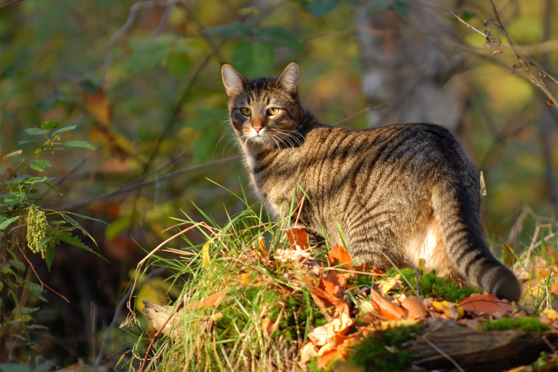 Laden Sie das Katze, Katzen, Tiere-Bild kostenlos auf Ihren PC-Desktop herunter