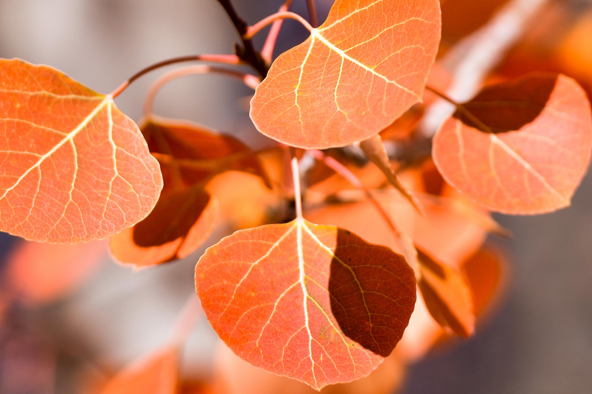 Descarga gratuita de fondo de pantalla para móvil de Naturaleza, Otoño, De Cerca, Hoja, Tierra/naturaleza.