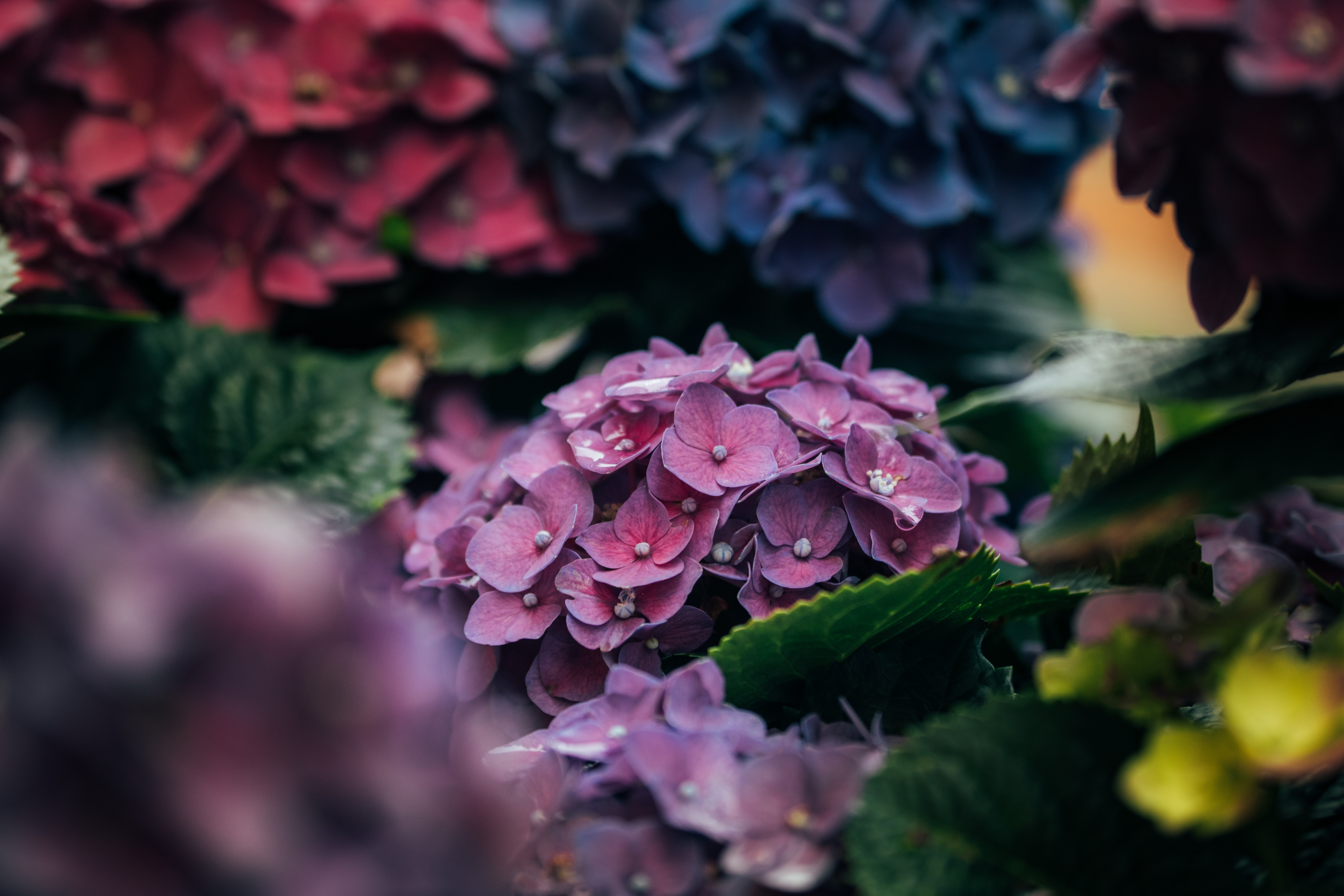 hydrangea, macro, petals, close up