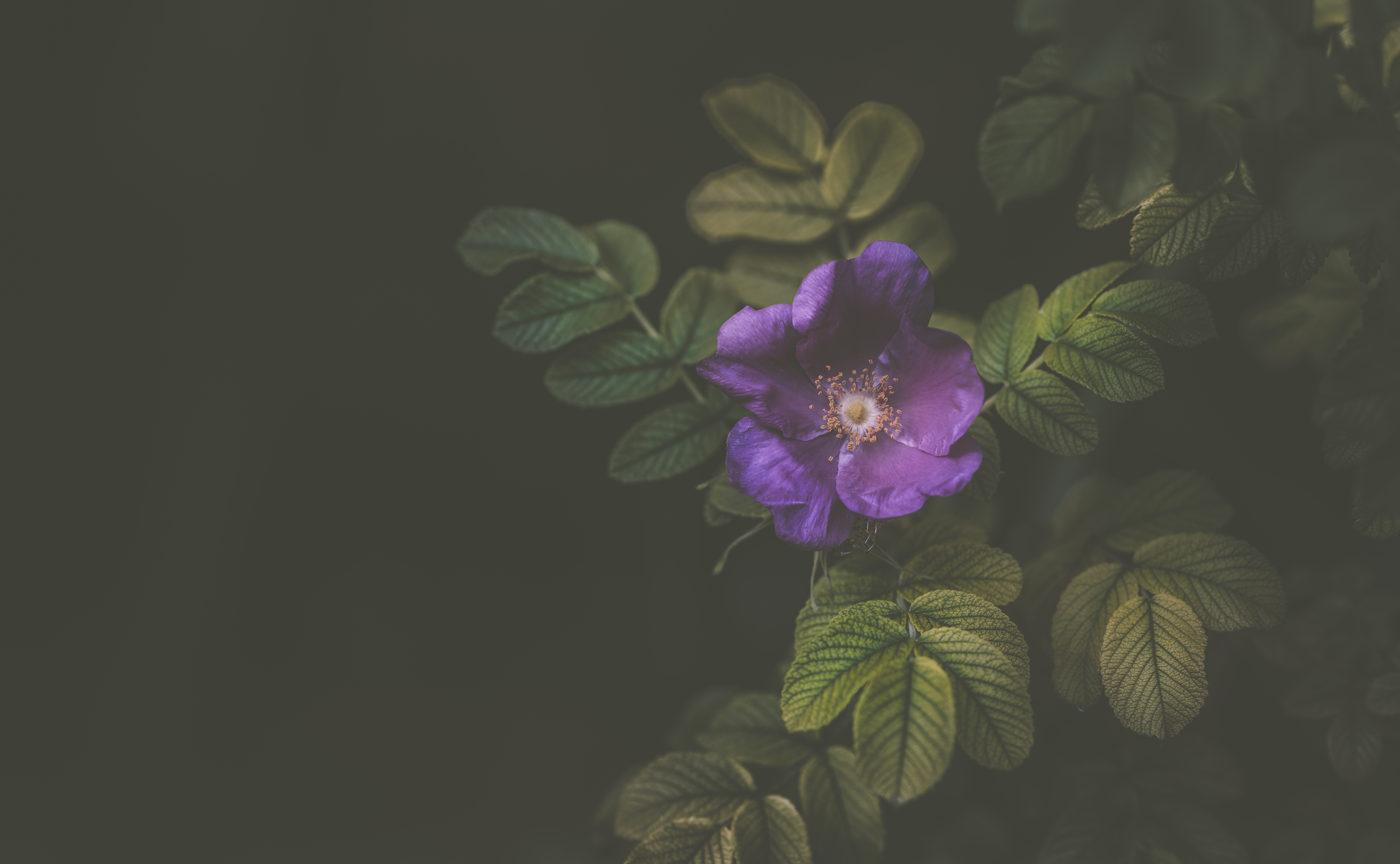 Free download wallpaper Bush, Violet, Flower, Dark, Purple on your PC desktop
