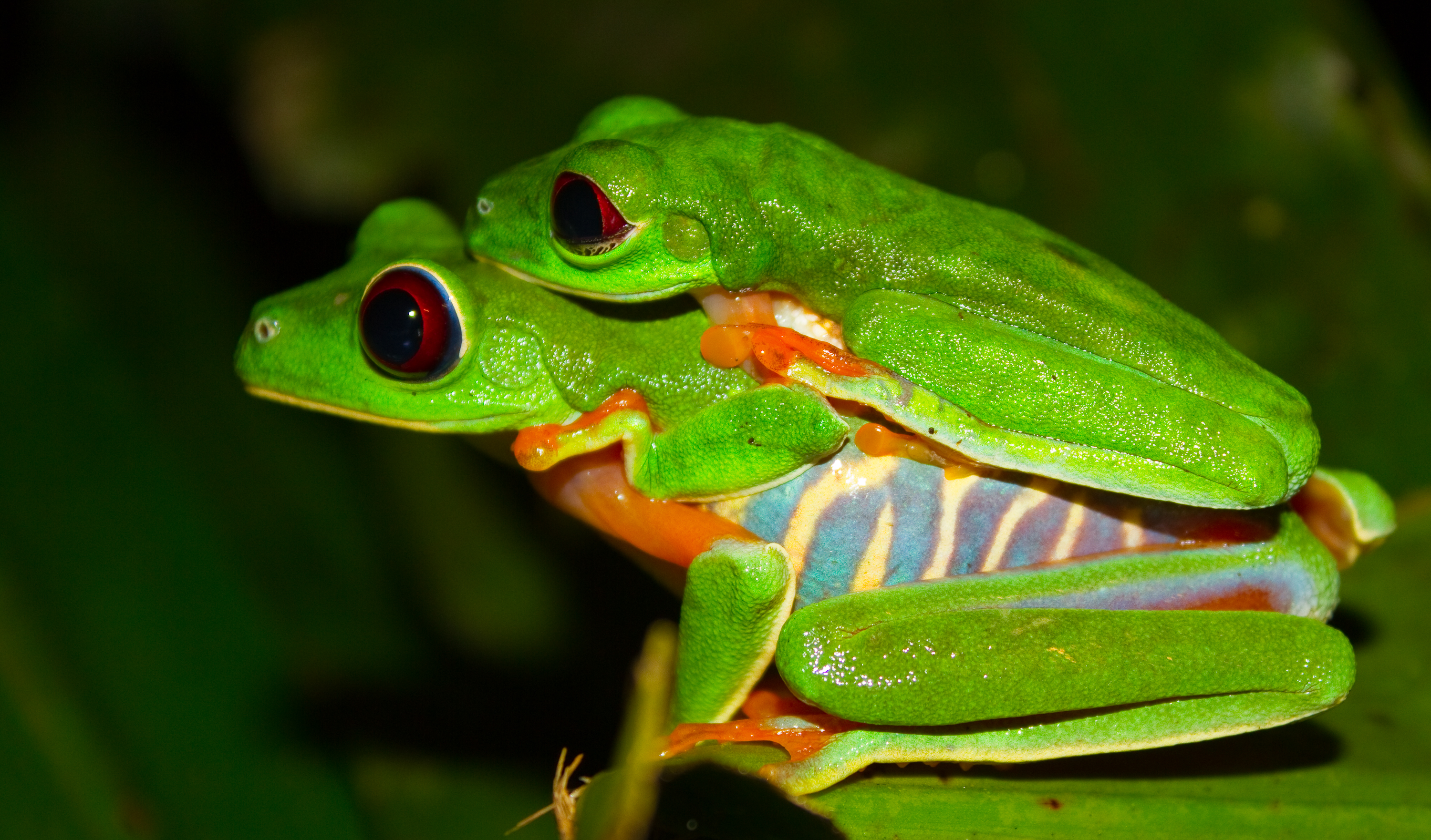 Download mobile wallpaper Red Eyed Tree Frog, Frogs, Animal for free.