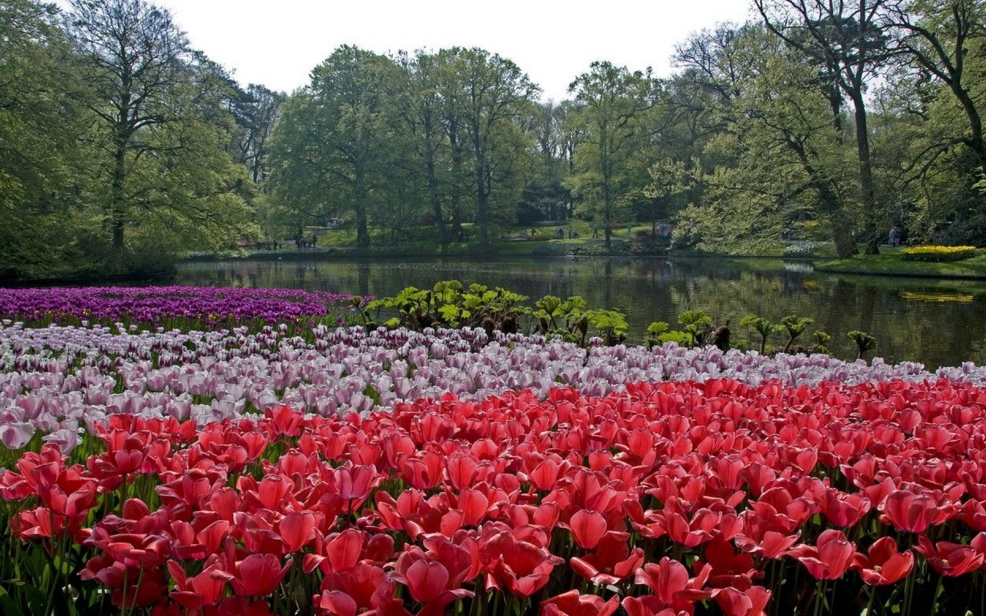 Скачать обои бесплатно Сад, Тюльпан, Нидерланды, Сделано Человеком картинка на рабочий стол ПК