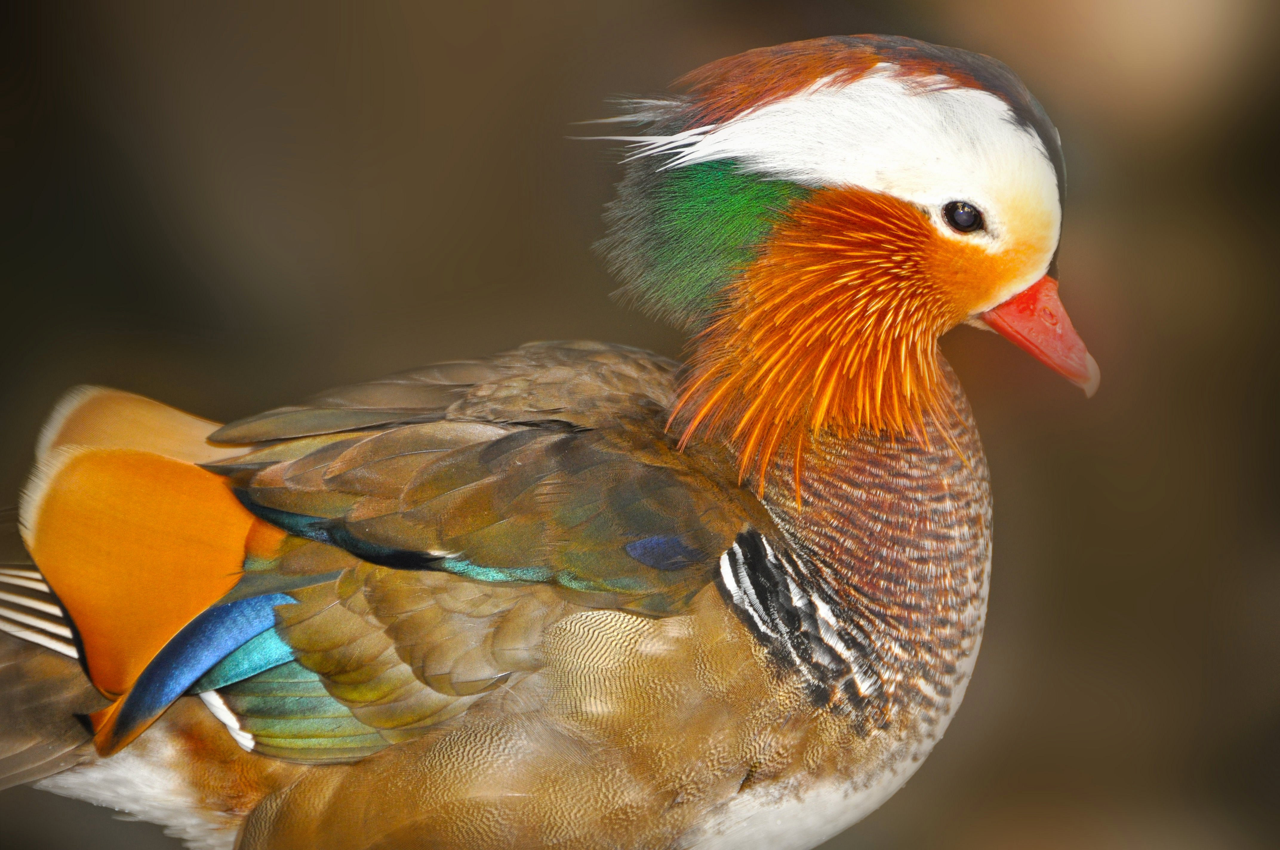 Baixe gratuitamente a imagem Animais, Aves, Pássaro, Pato na área de trabalho do seu PC