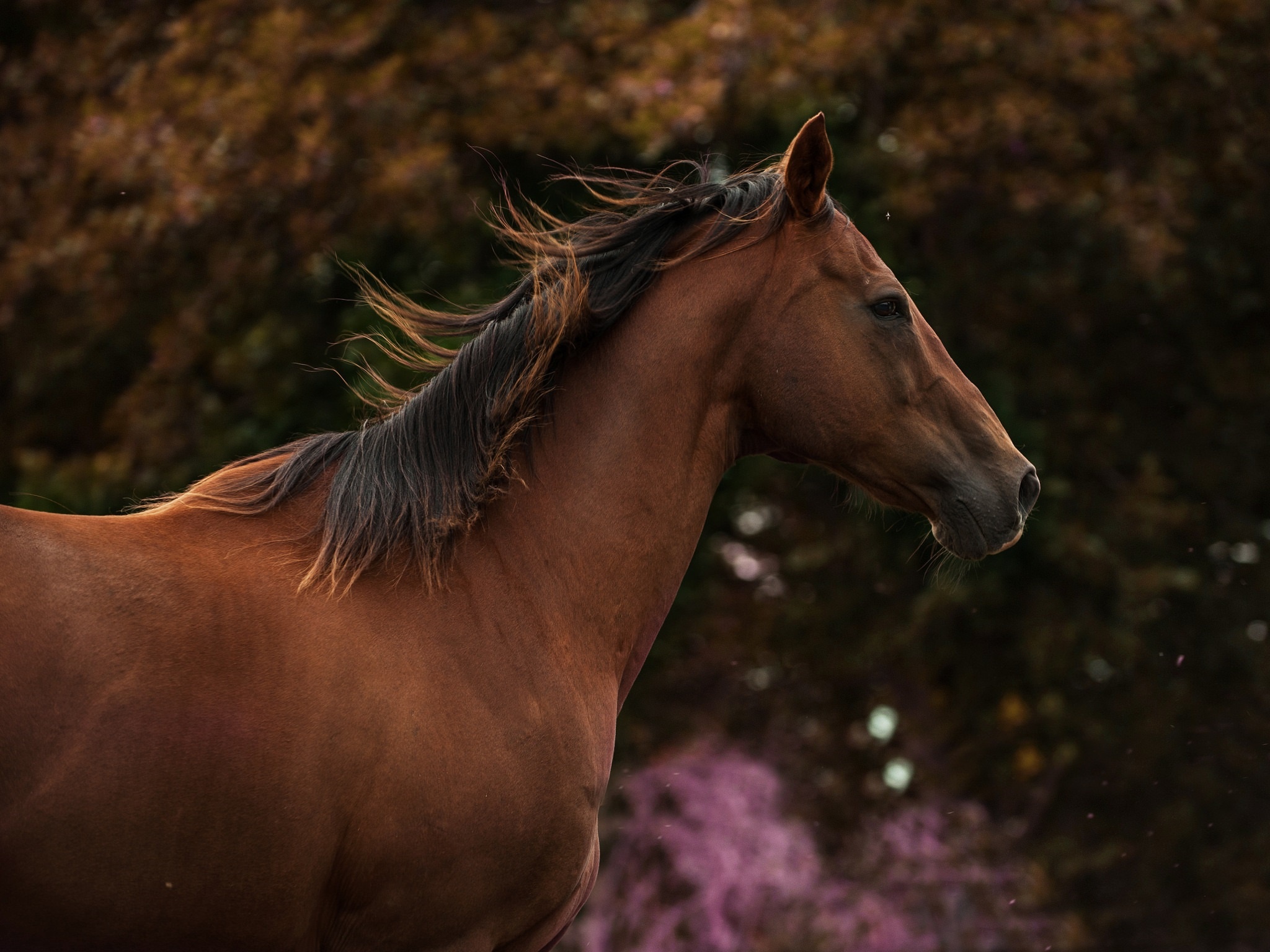 PCデスクトップに動物, 馬, 被写界深度画像を無料でダウンロード