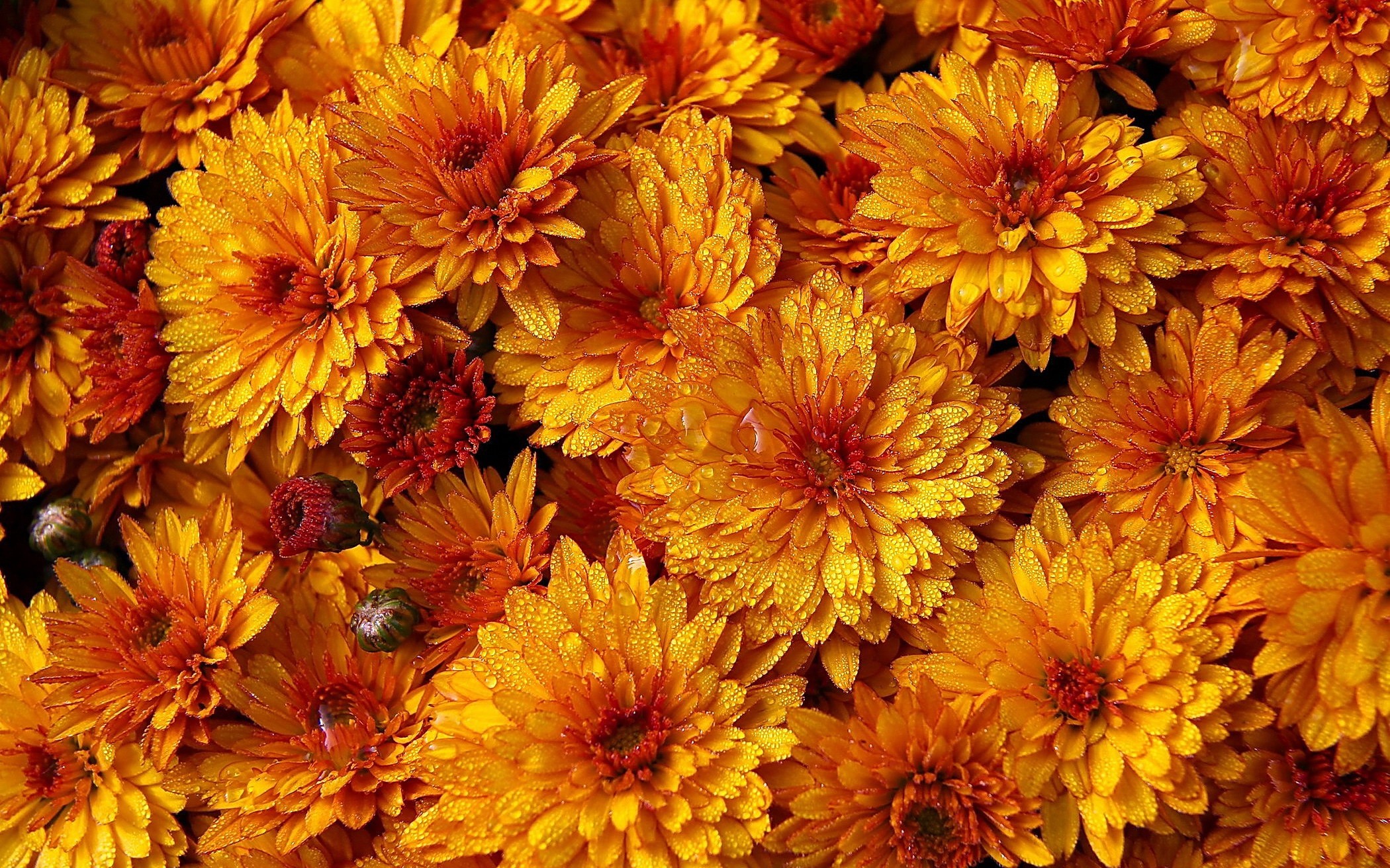 Handy-Wallpaper Blumen, Blume, Wassertropfen, Erde/natur, Orangene Blume, Chrysanthemen kostenlos herunterladen.