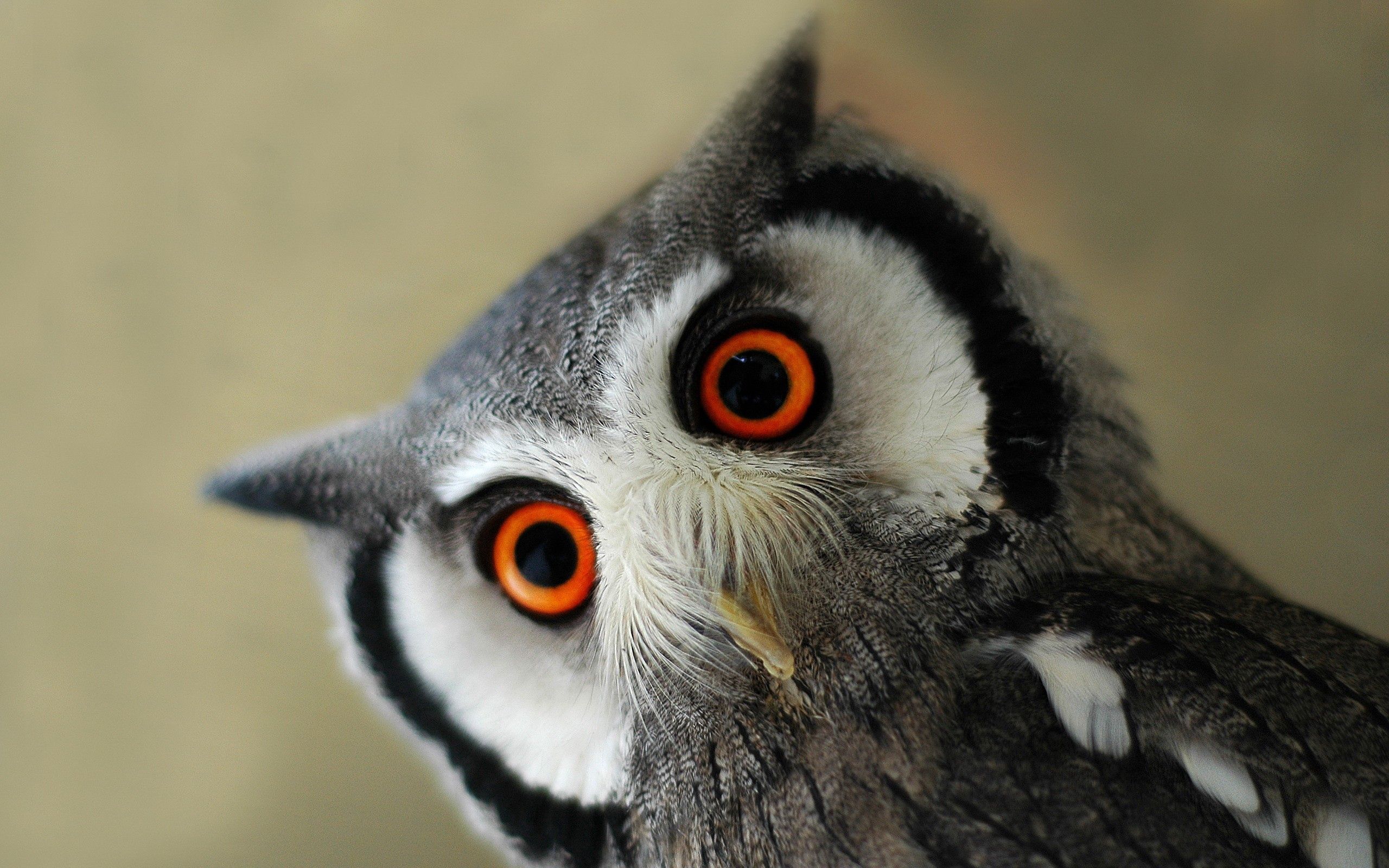 animals, owl, bird, muzzle, eyes mobile wallpaper