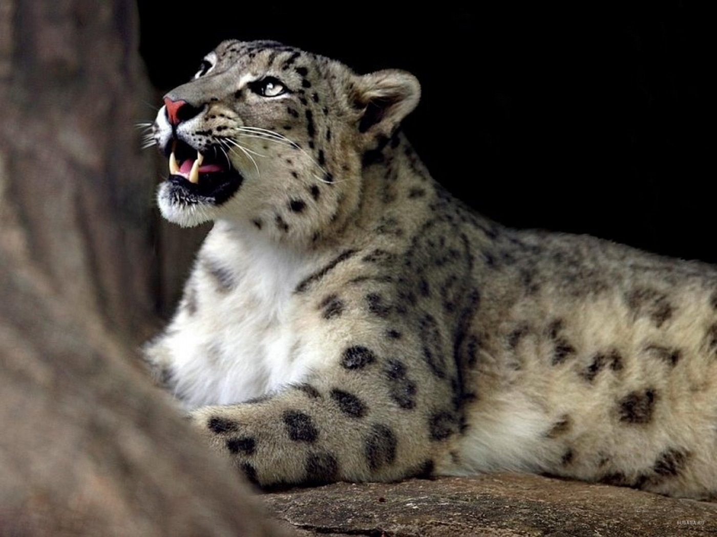 Download mobile wallpaper Animals, Snow Leopard for free.