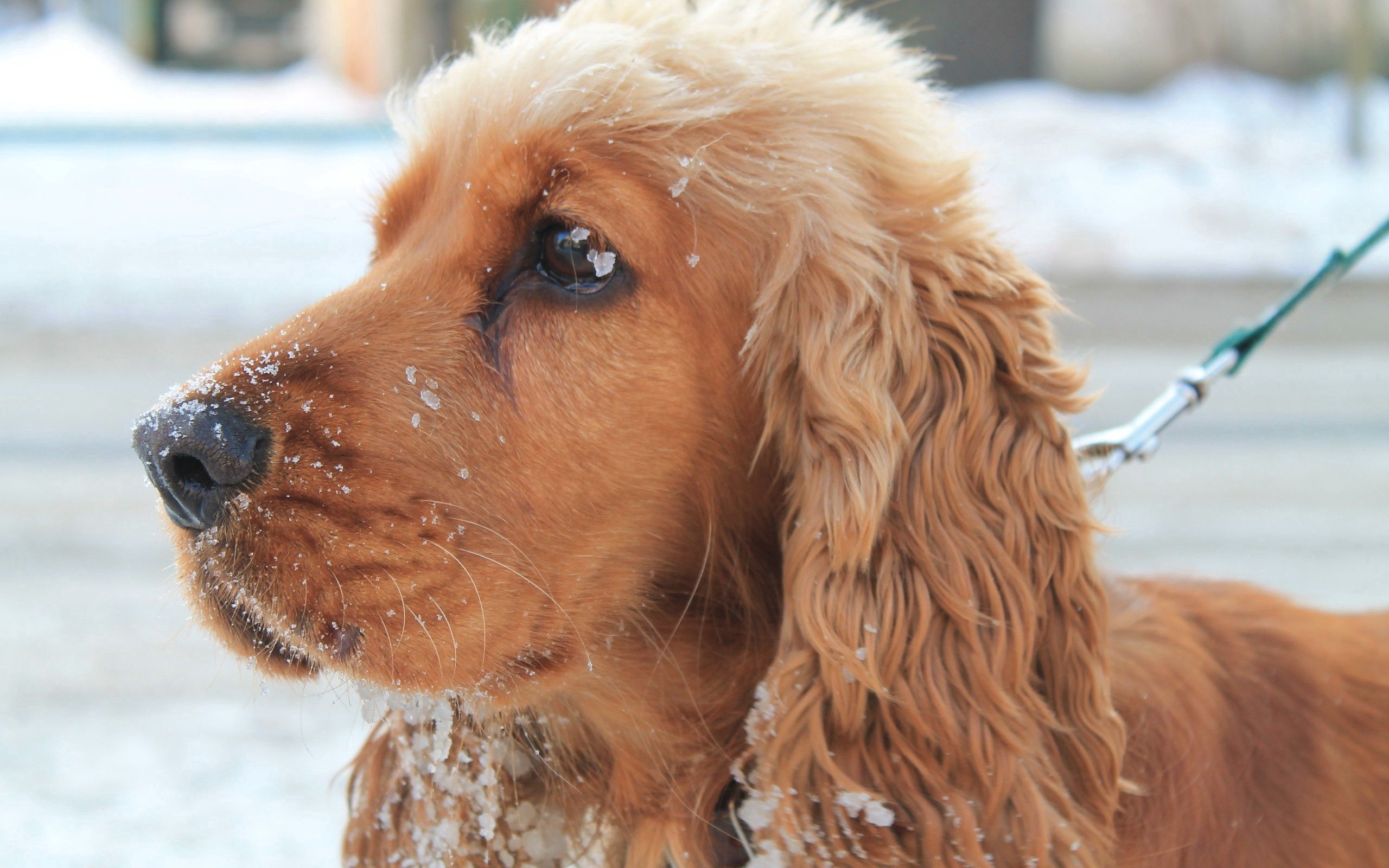 animals, snow, dog, muzzle, leash