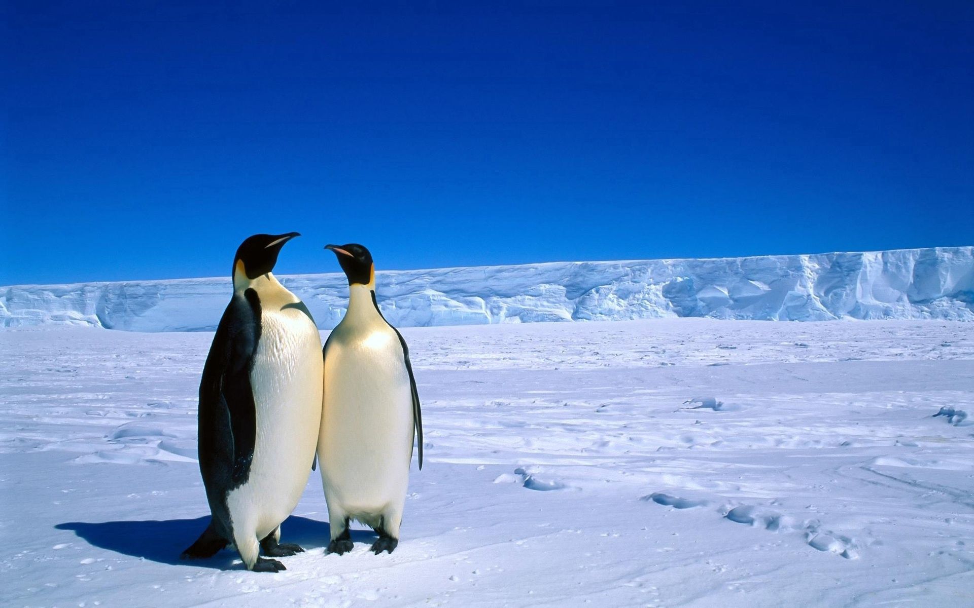 132383画像をダウンロードペンギン, カップル, 南極大陸, 動物, 冬, 氷, 雪, 双-壁紙とスクリーンセーバーを無料で