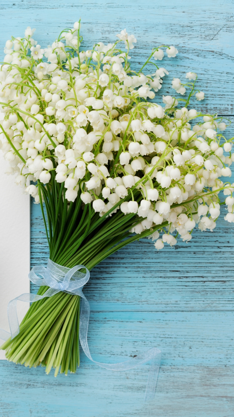 Download mobile wallpaper Still Life, Flower, Photography, White Flower for free.