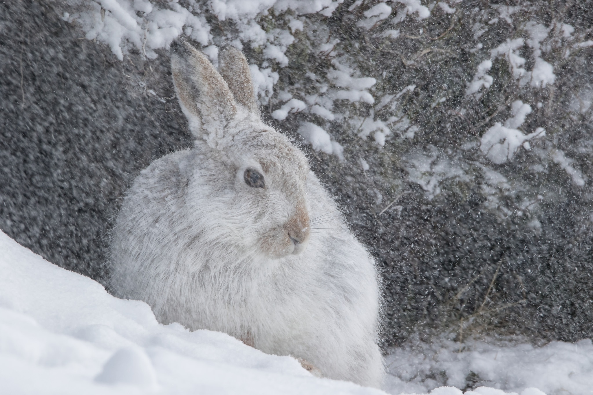 Download mobile wallpaper Winter, Animal, Hare, Snowfall for free.