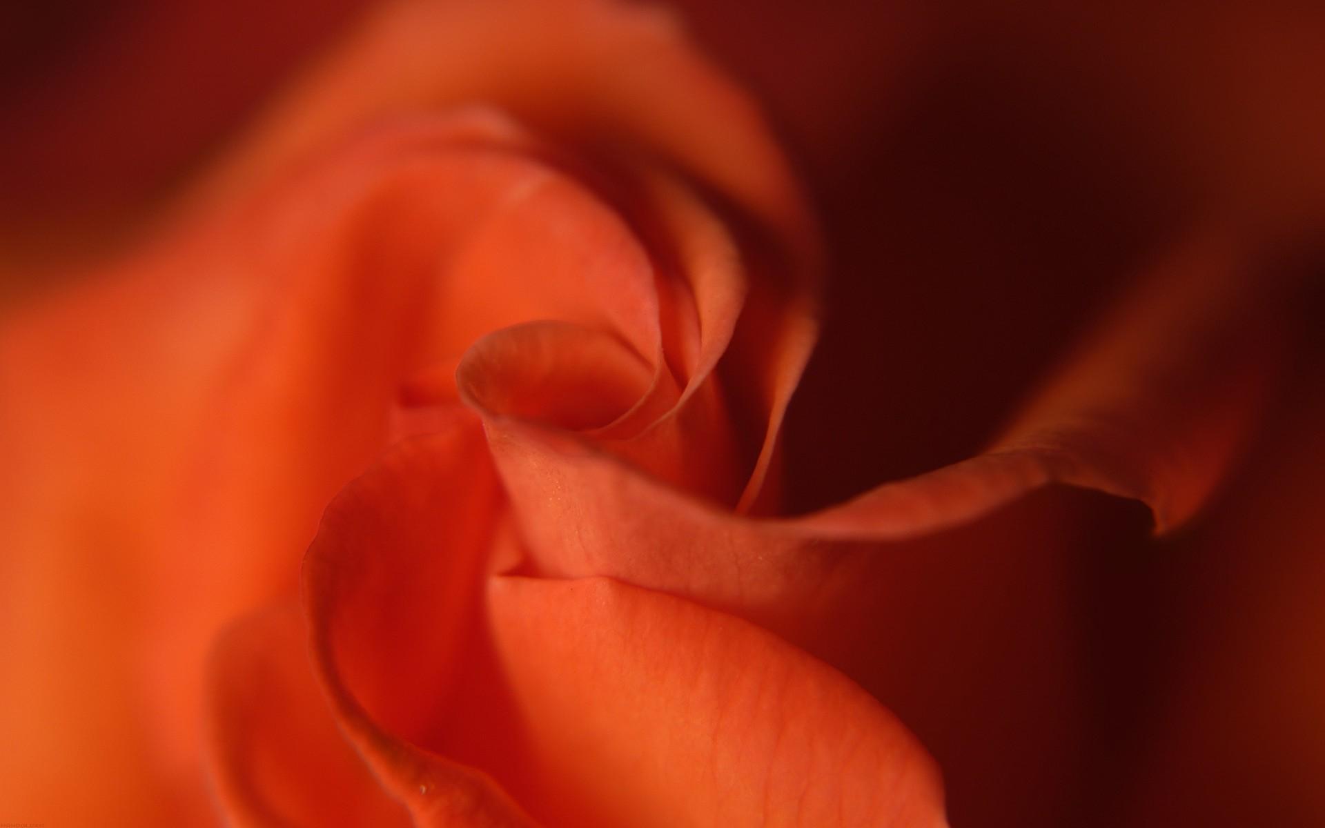 Téléchargez gratuitement l'image Fleurs, Rose, Fleur, Rose Rouge, Terre/nature sur le bureau de votre PC
