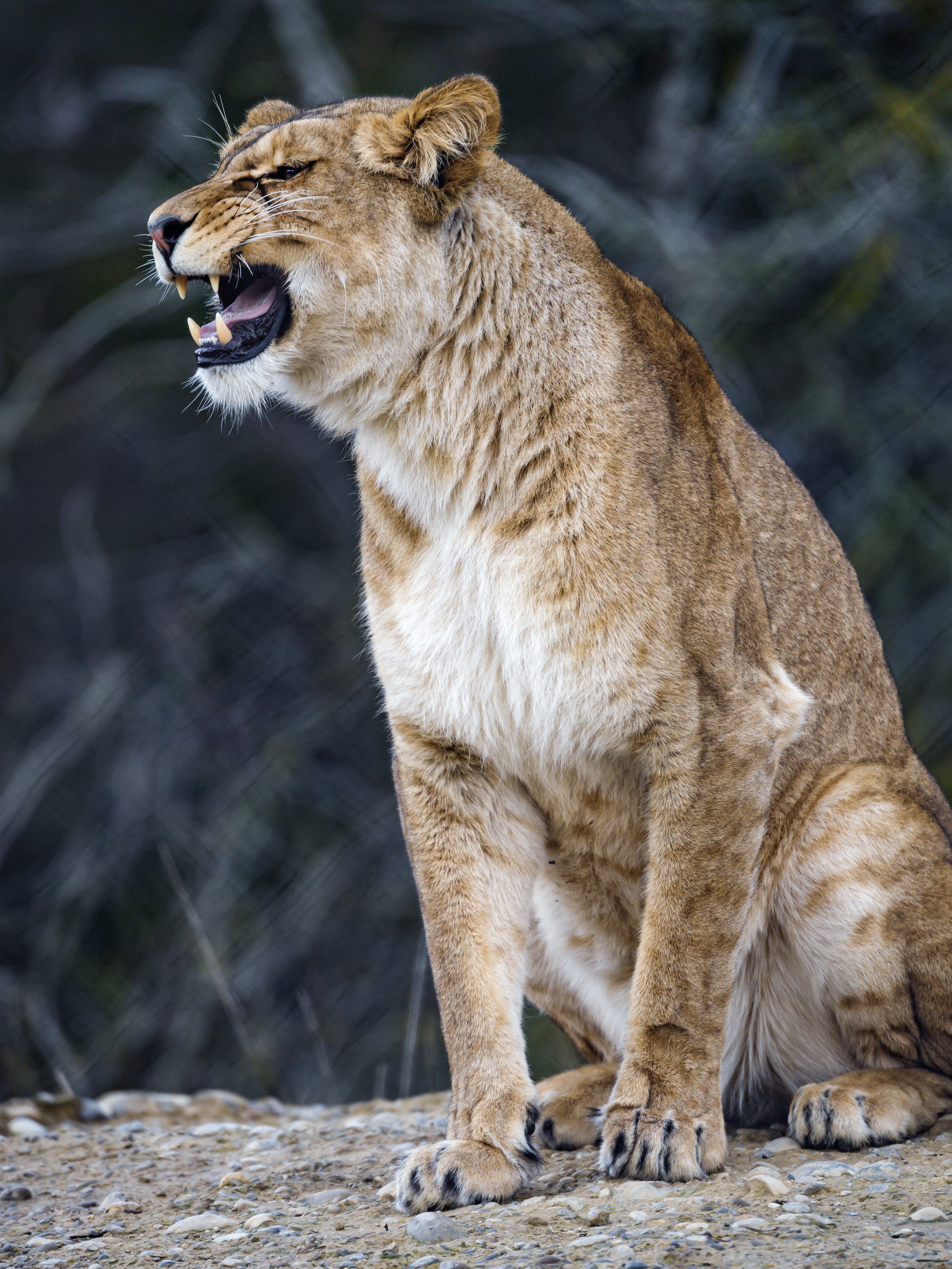 lioness, animals, predator, big cat, fangs 5K