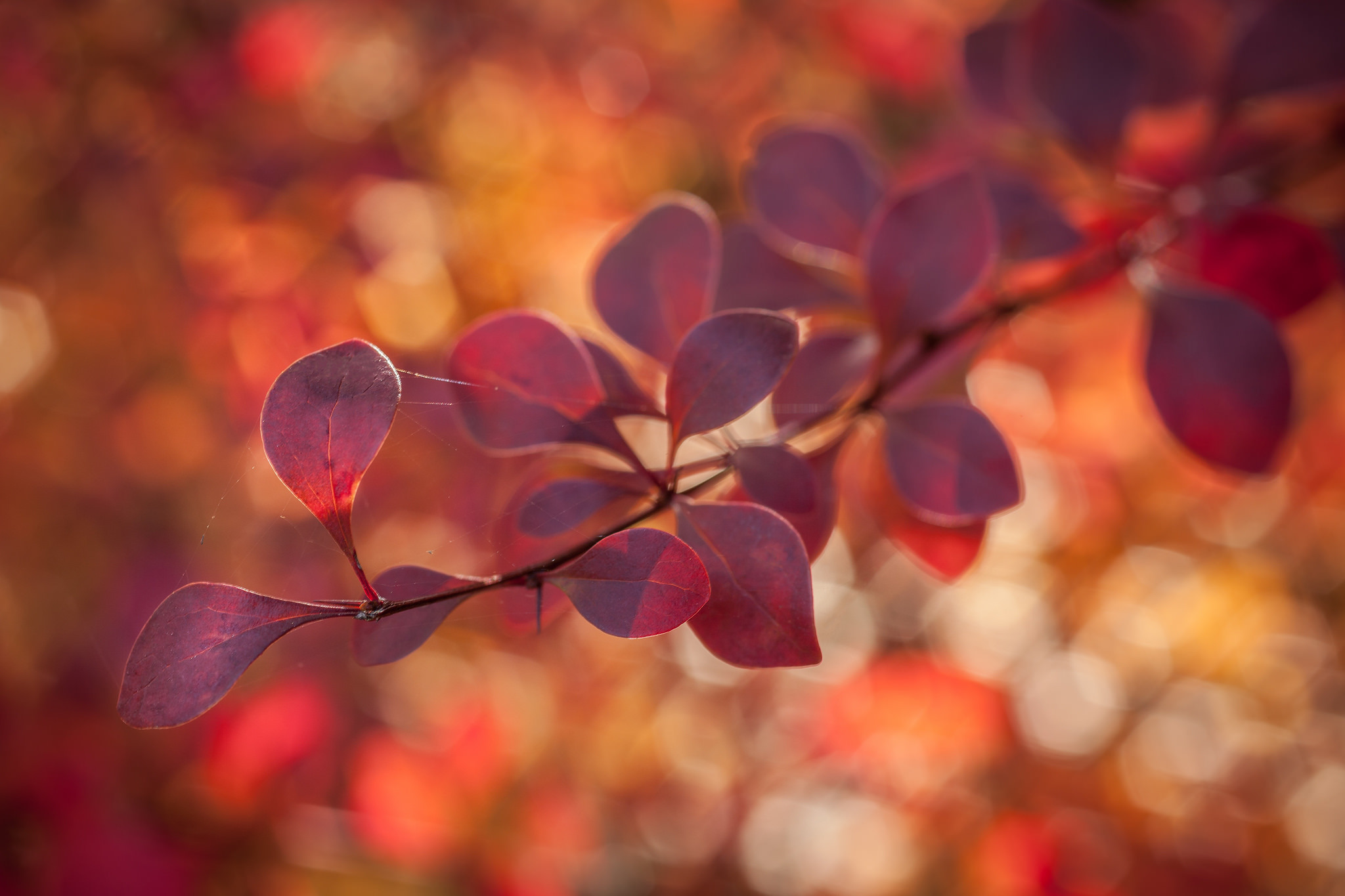 Free download wallpaper Nature, Leaf, Fall, Earth, Bokeh on your PC desktop