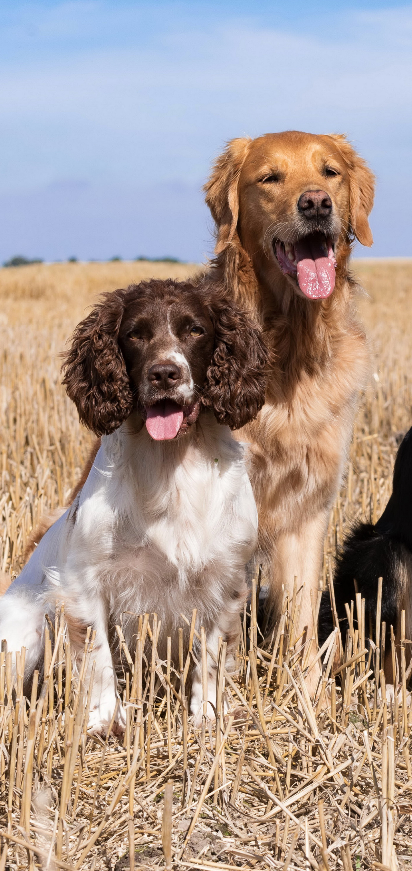 Free download wallpaper Dogs, Spaniel, Dog, Animal, Golden Retriever on your PC desktop