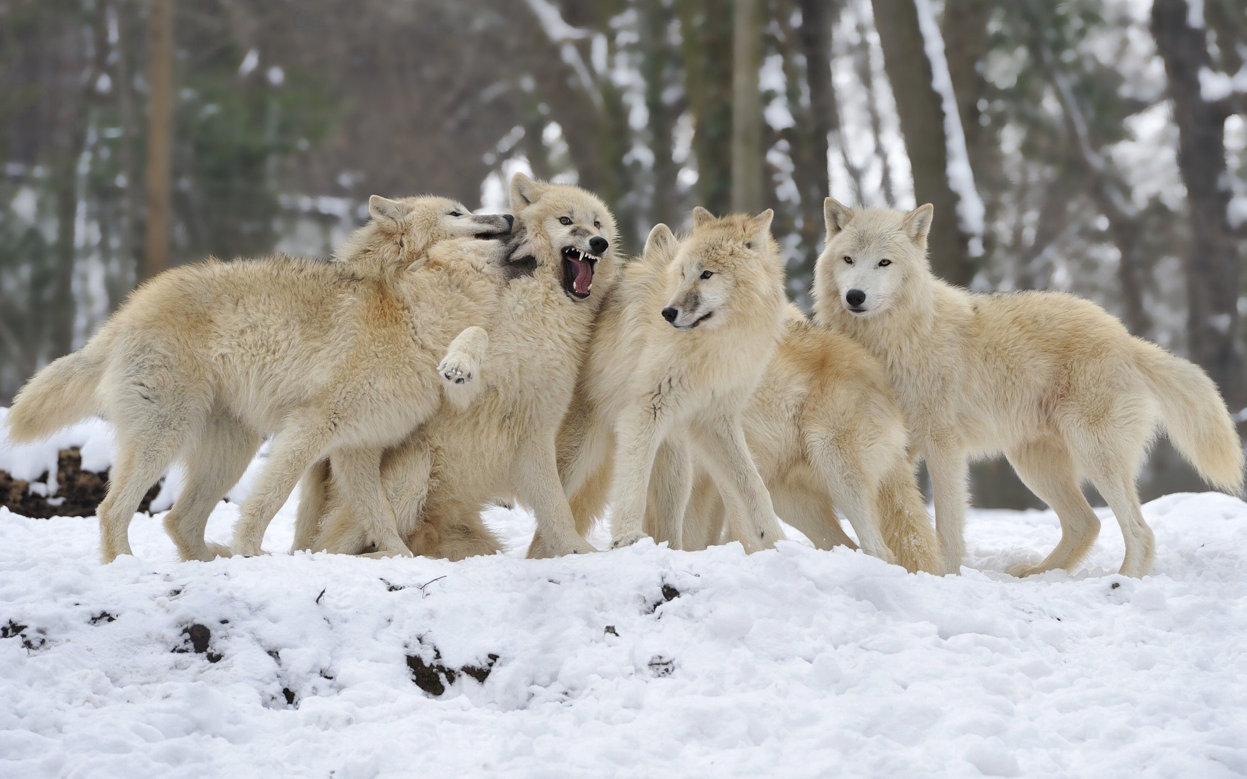 Horizontal Wallpaper animals, wolfs, dogs, snow, couple, pair