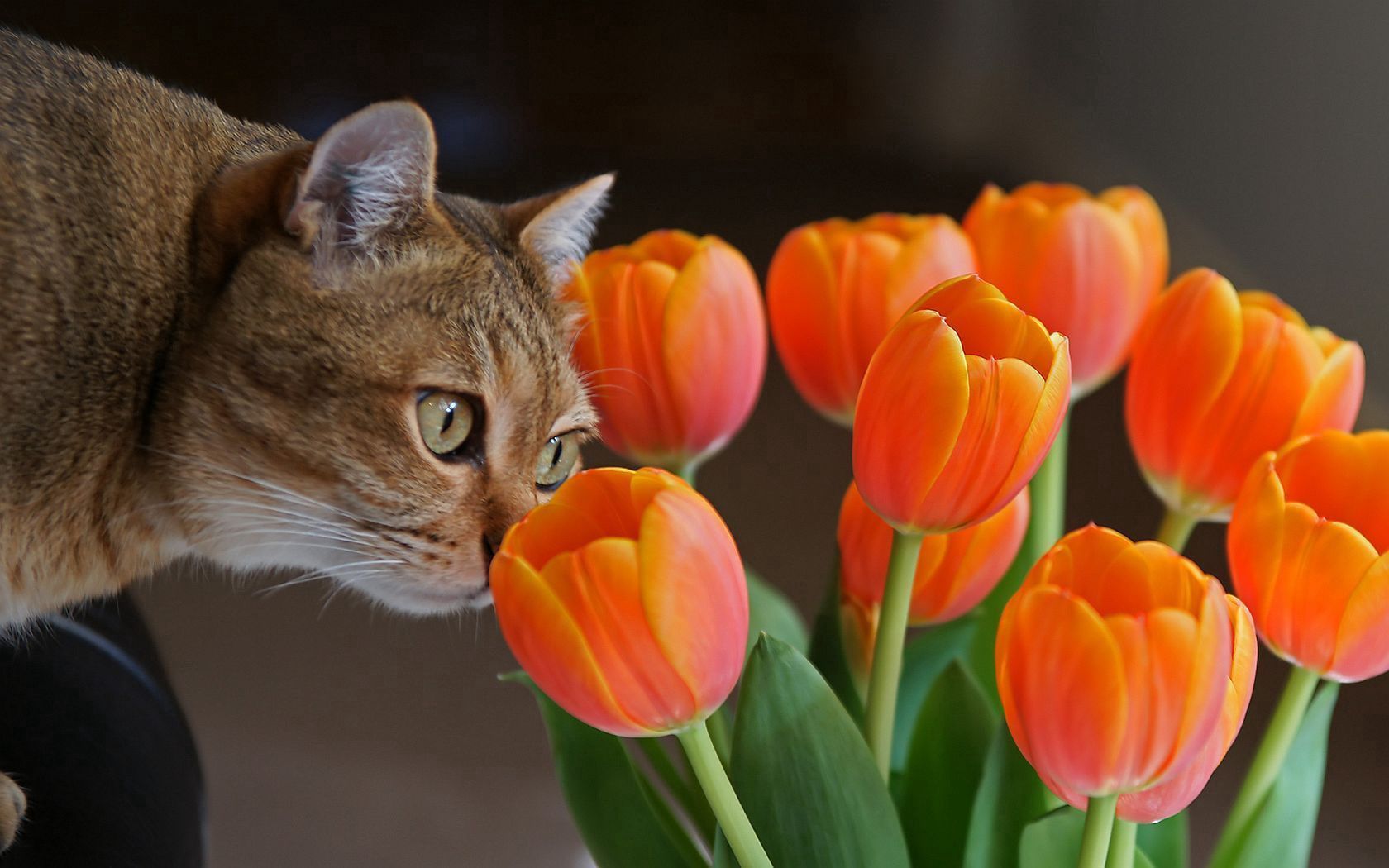 88483 скачать картинку тюльпаны, животные, кот, морда, любопытство - обои и заставки бесплатно