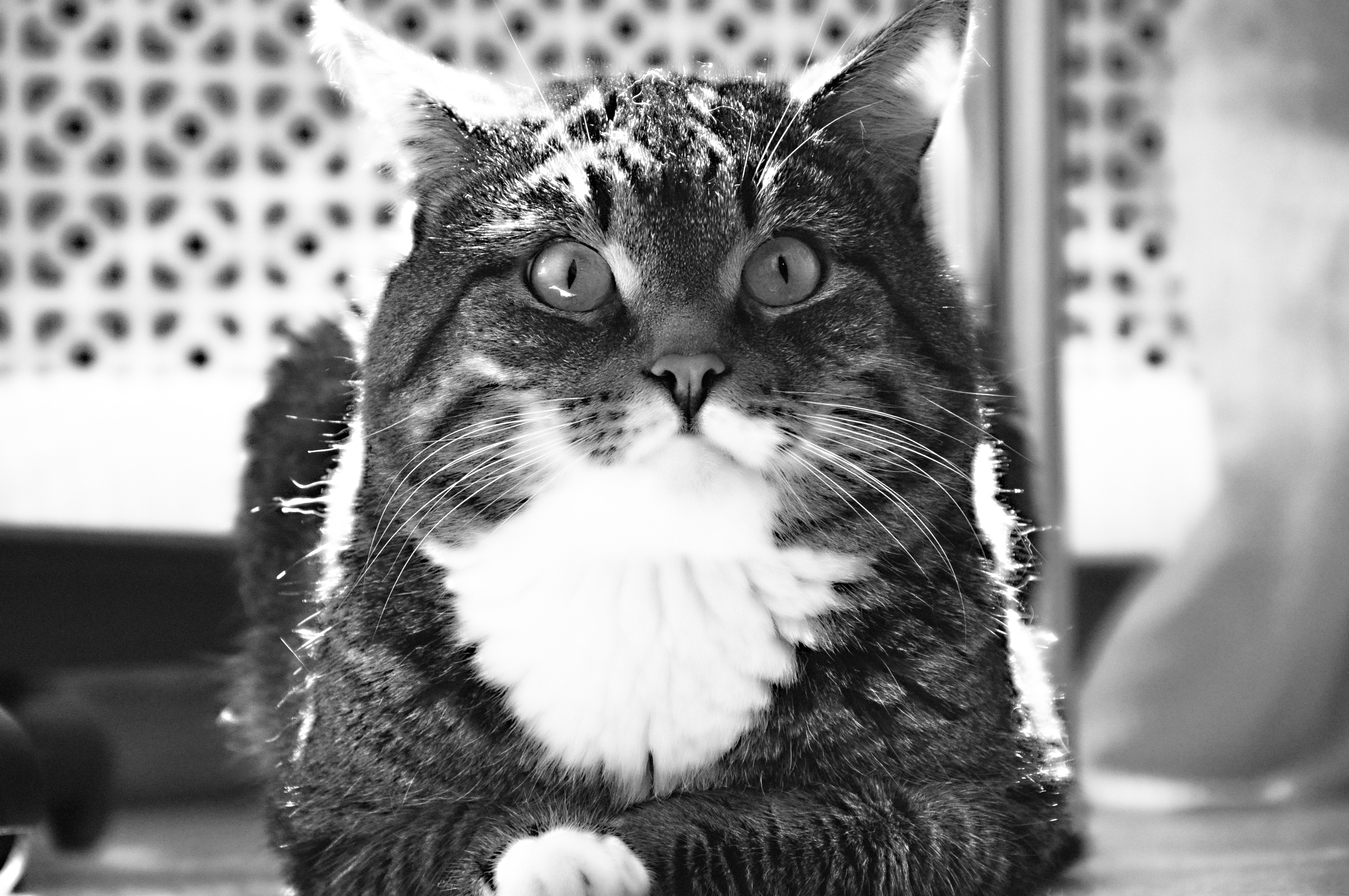 Mobile wallpaper to lie down, animals, cat, lie, bw, chb, fat, thick, room, floor, wool