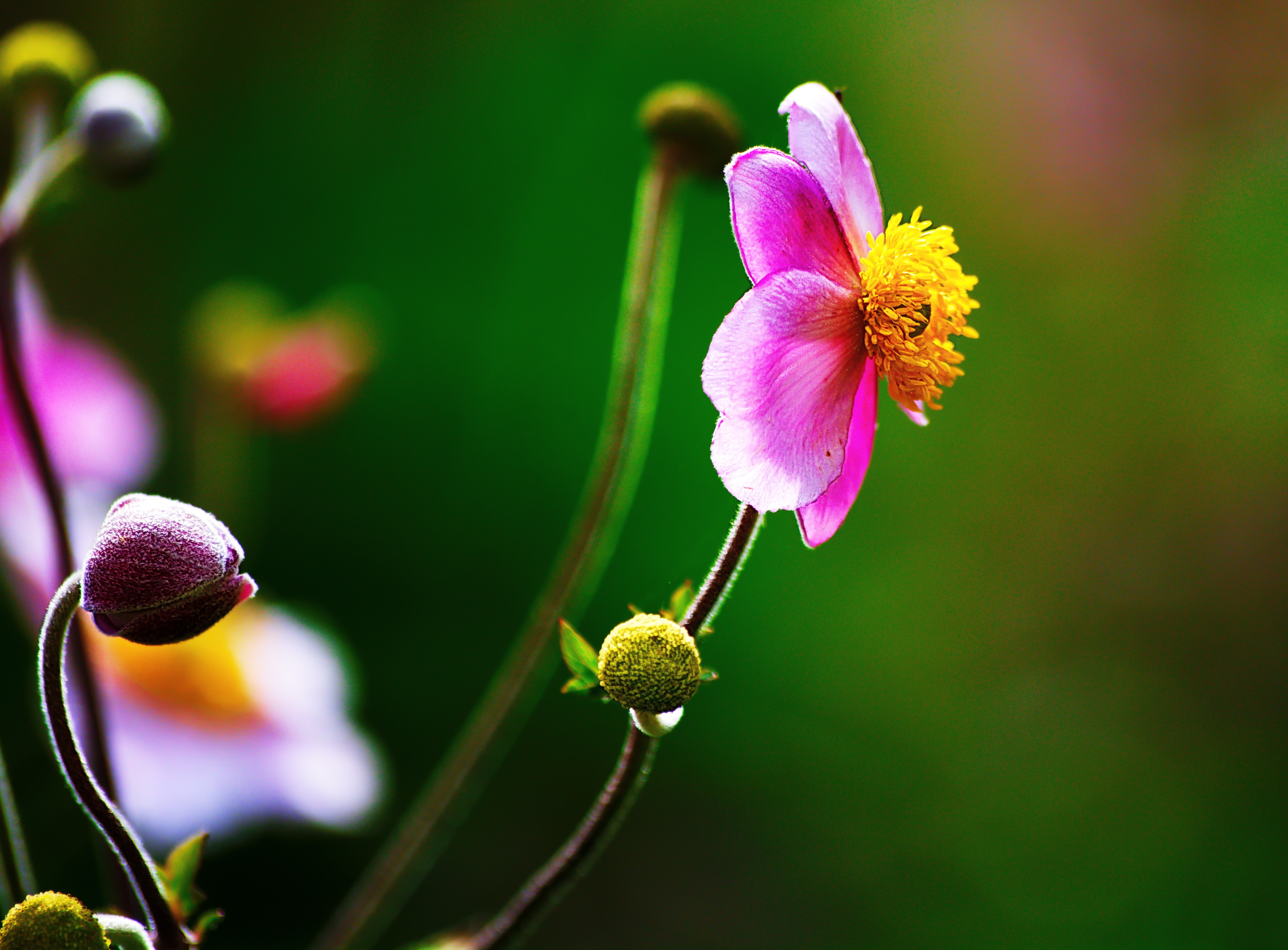 Free download wallpaper Nature, Flowers, Flower, Macro, Earth, Pink Flower on your PC desktop